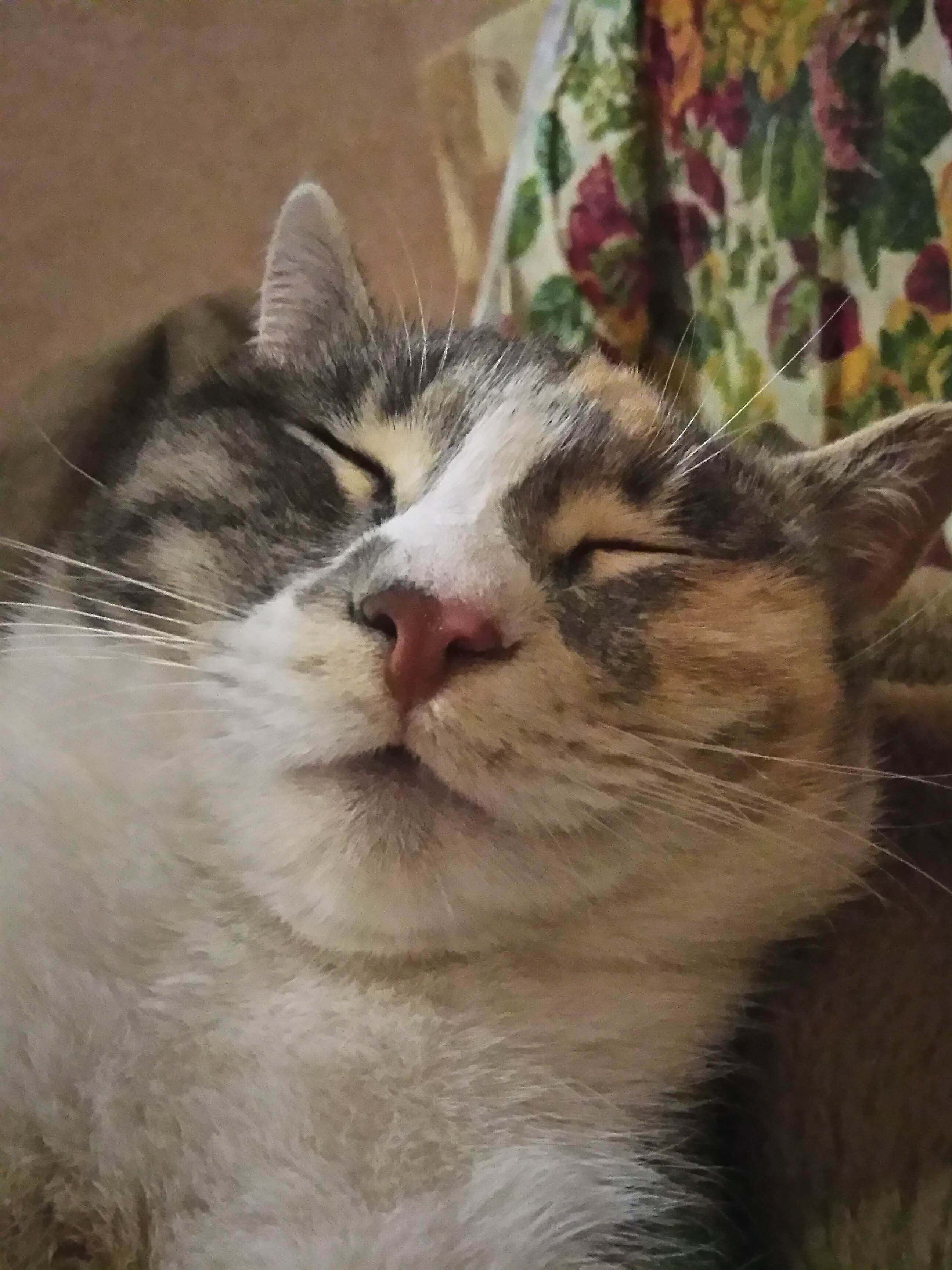 Спит. Все мы немного как Шанель на этой фотке