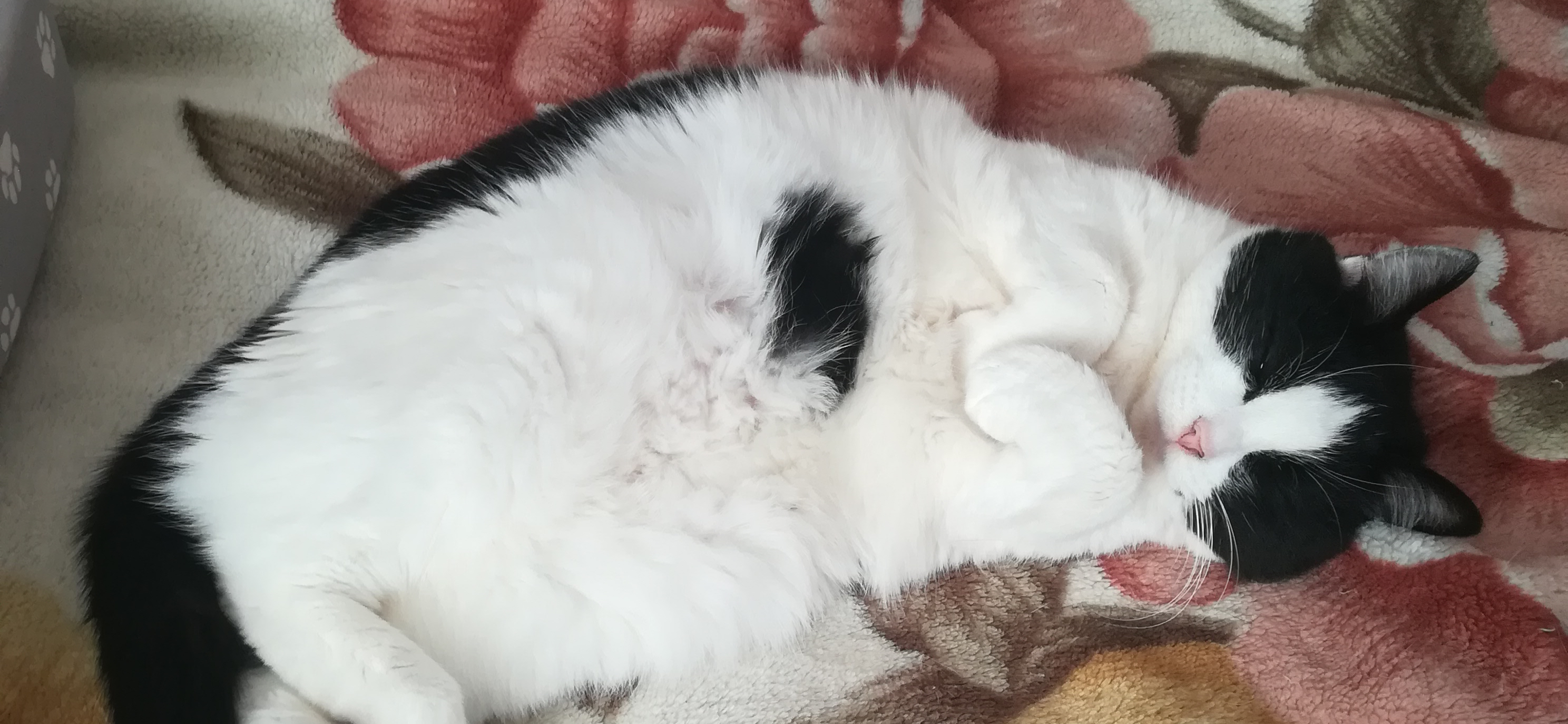 Фото питомца: кошка Шаня наслаждается началом отопительного сезона