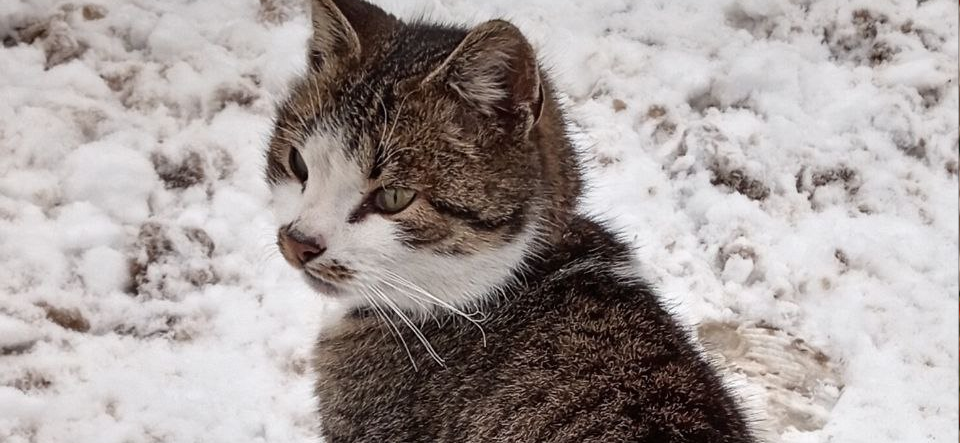 Фото питомца: кот Шашлык сидит на снегу