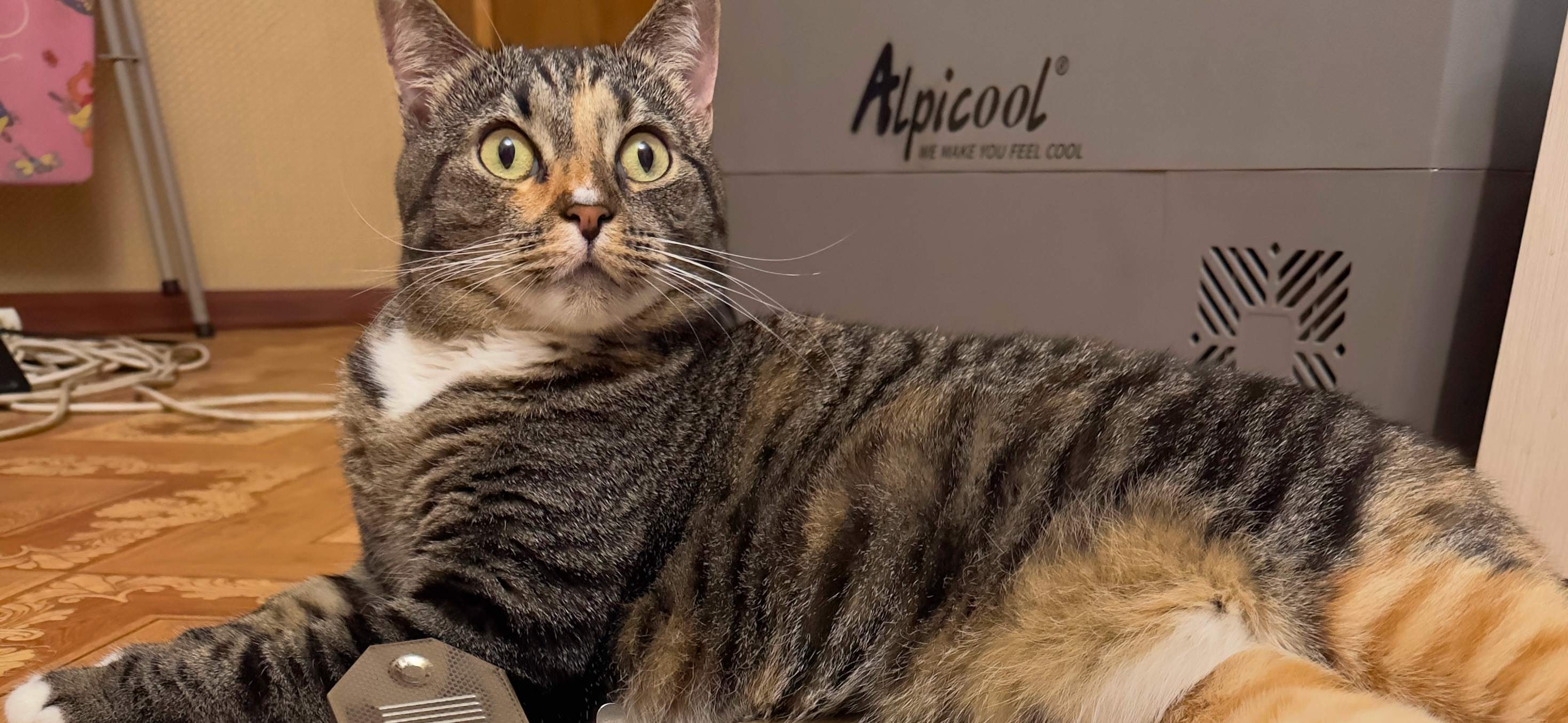 Фото питомца: кошка Шерри готовится провести экспертизу картины