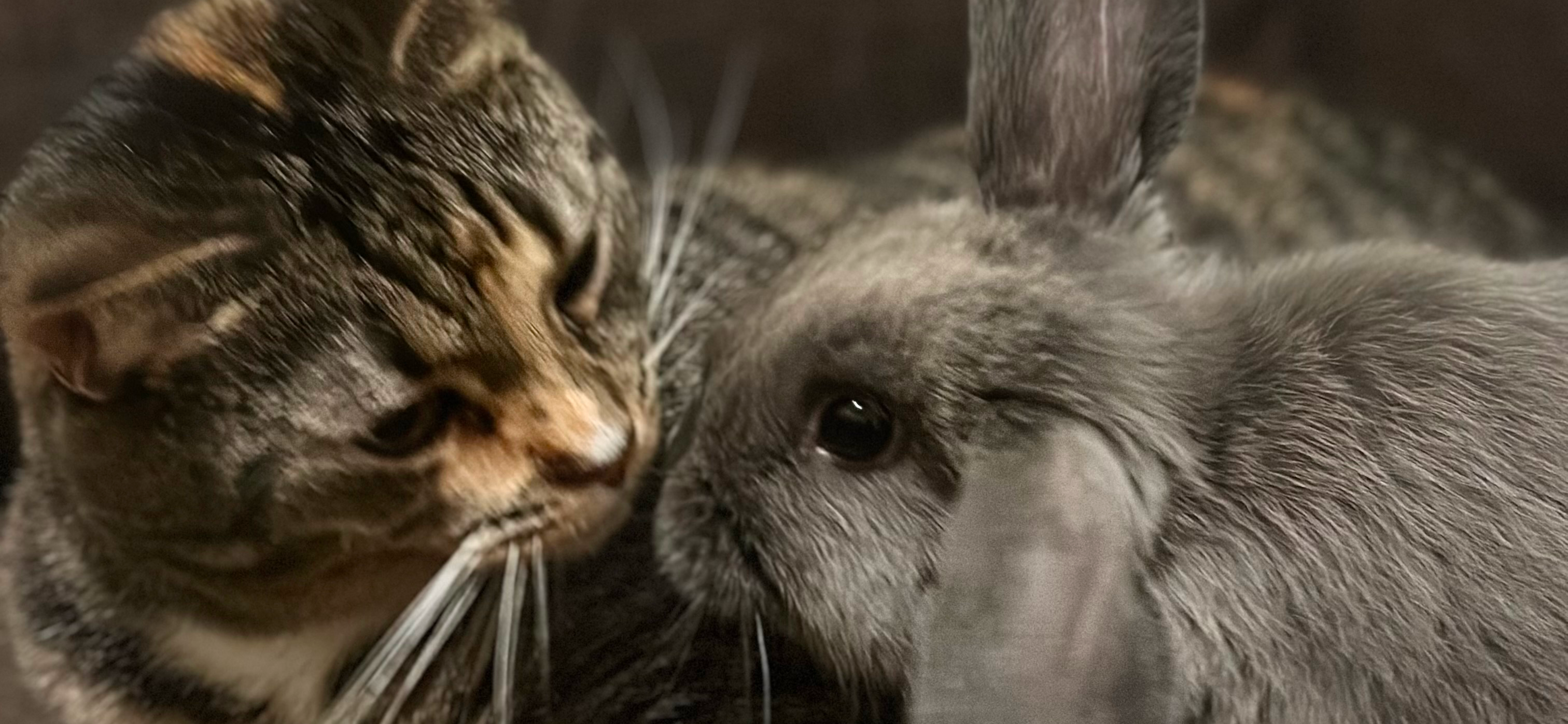 Фото питомца: кошка Шерри и кролик Юкки обнюхиваются