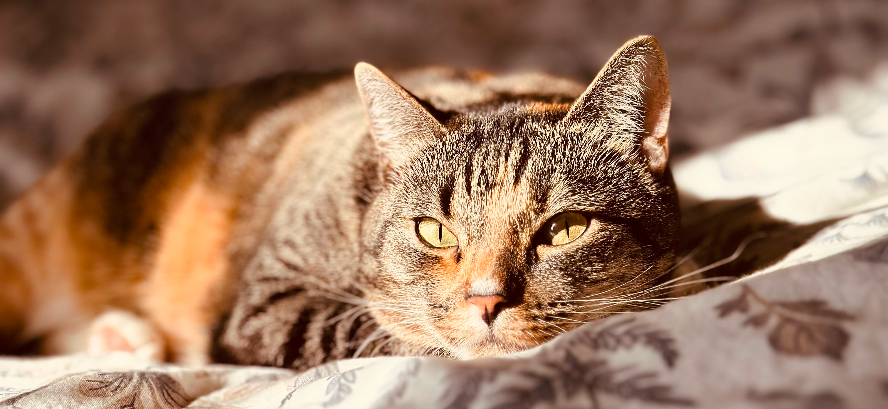 Фото питомца: кошка Шерри нежится на весеннем солнышке