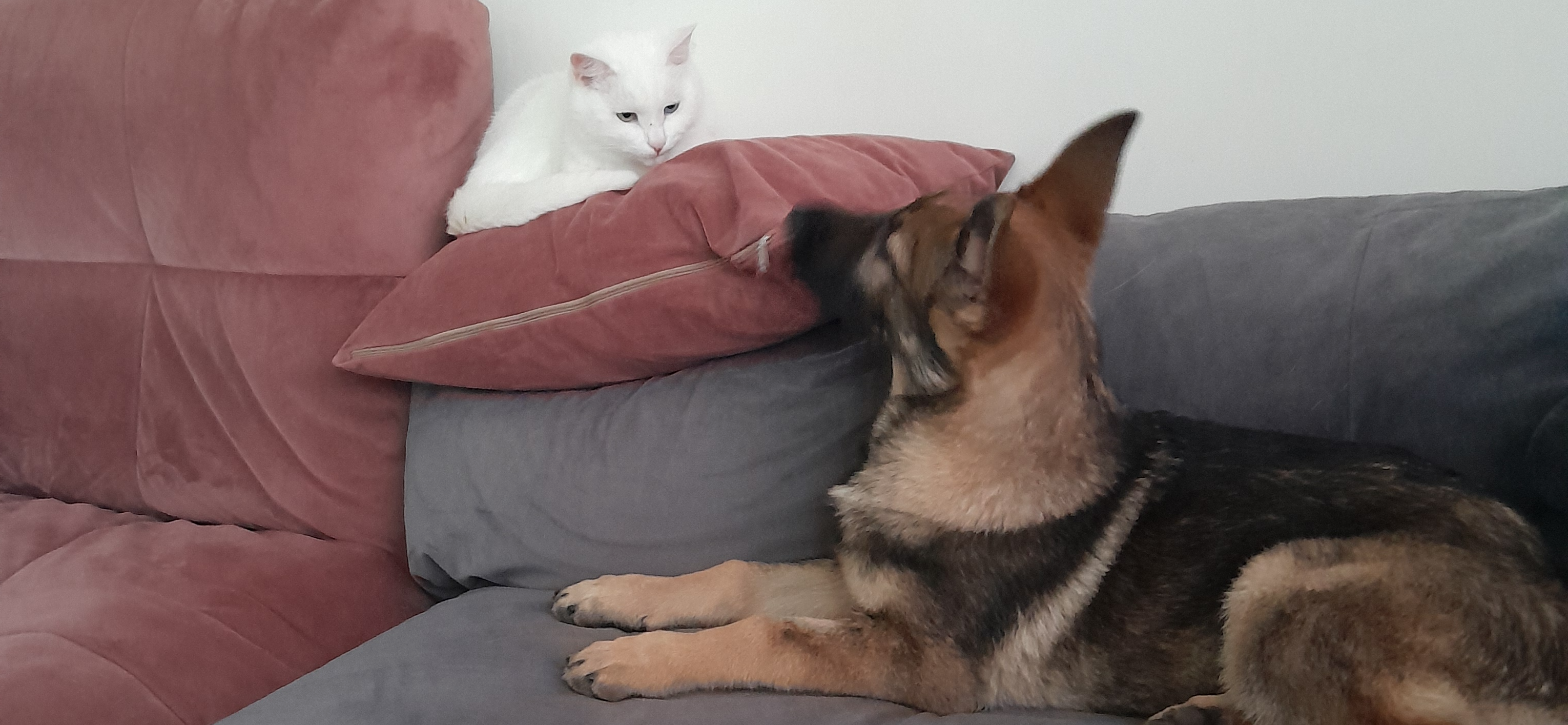 Фото питомцев: кот Шот и немецкая овчарка Никта планируют день