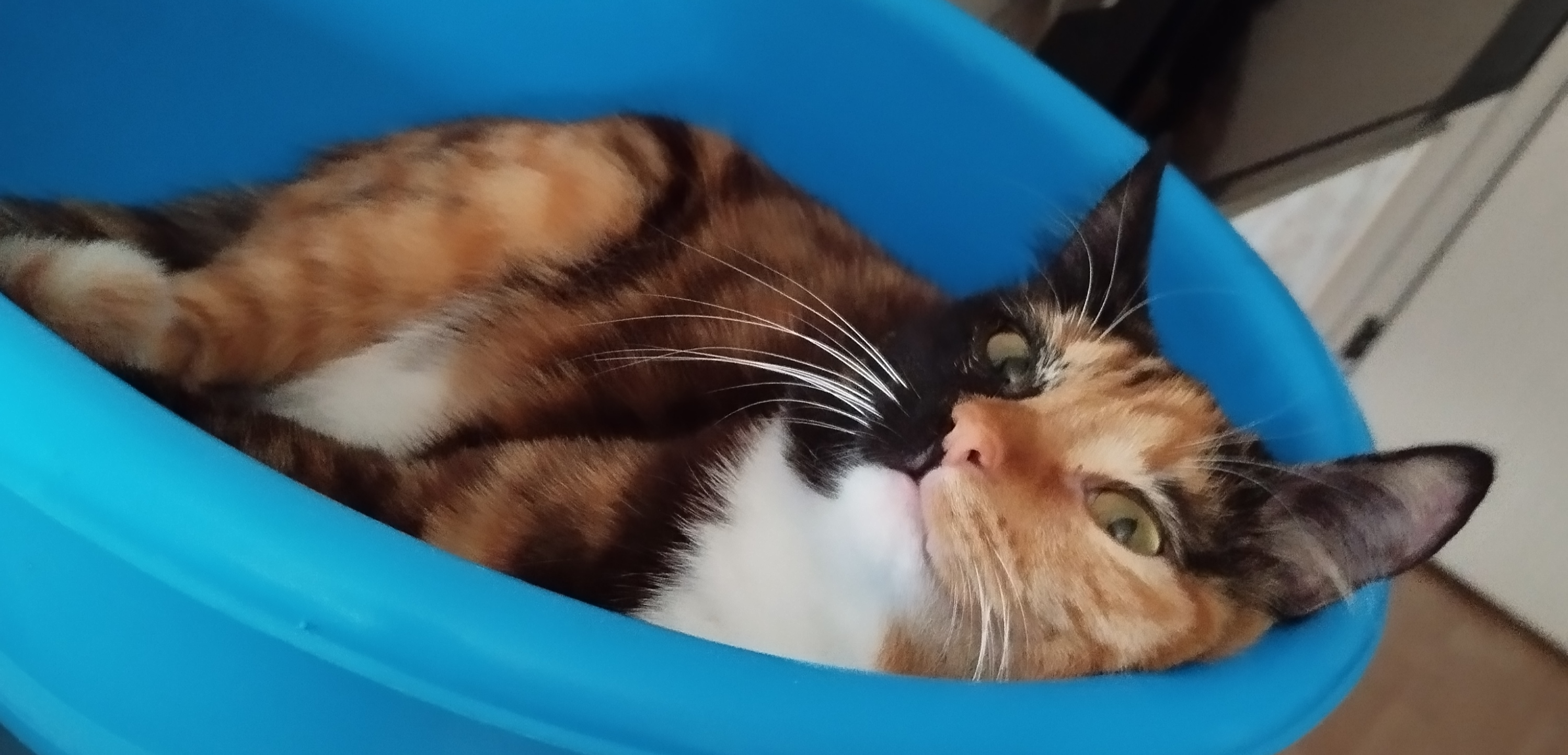 Фото питомца: кошка Шуша катается в тазике