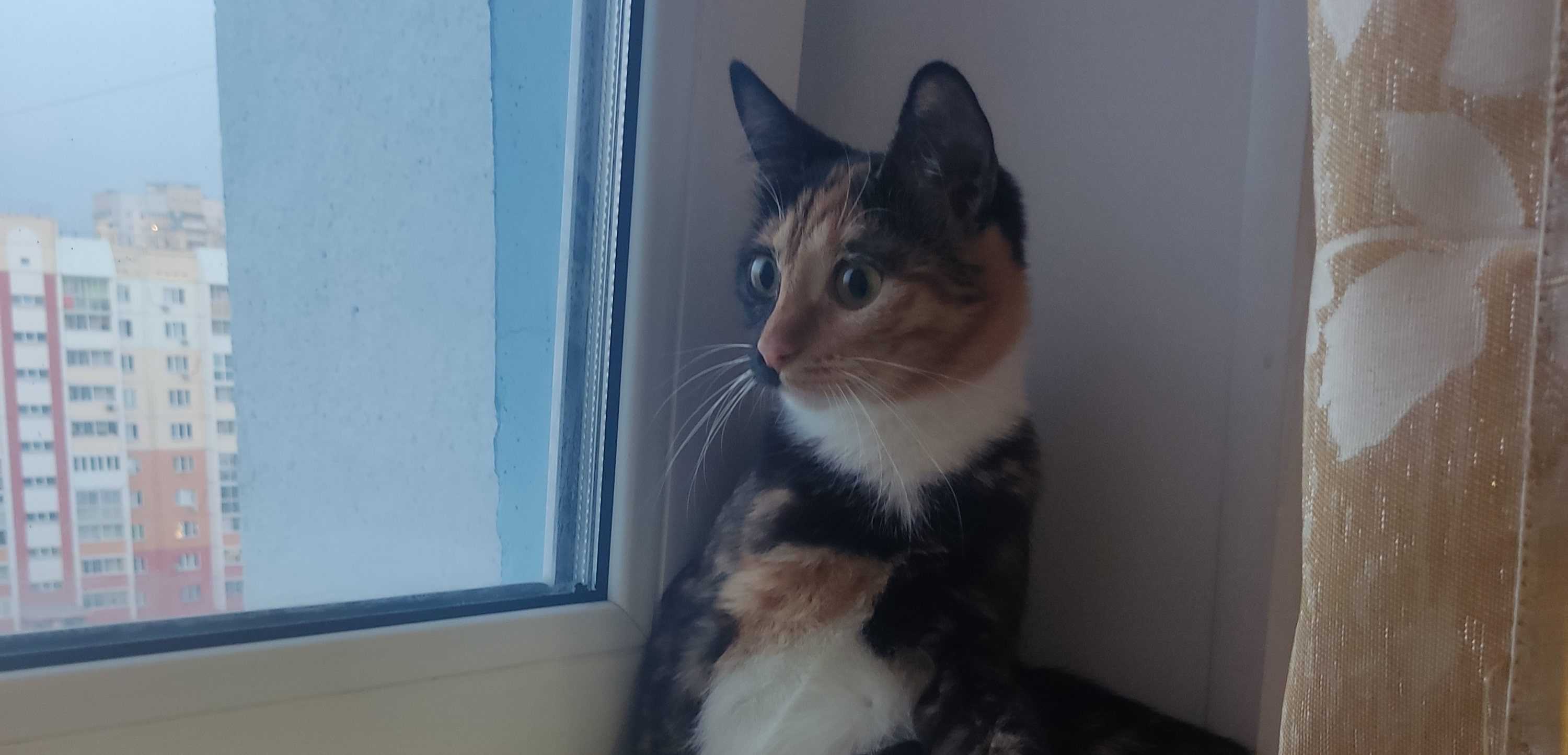 Фото питомца: кошка Шуша провожает осень