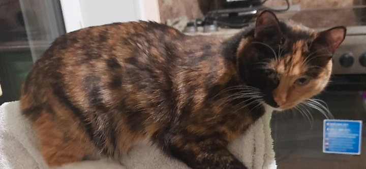 Фото питомца: кошка Шуша воображает себя светской львицей