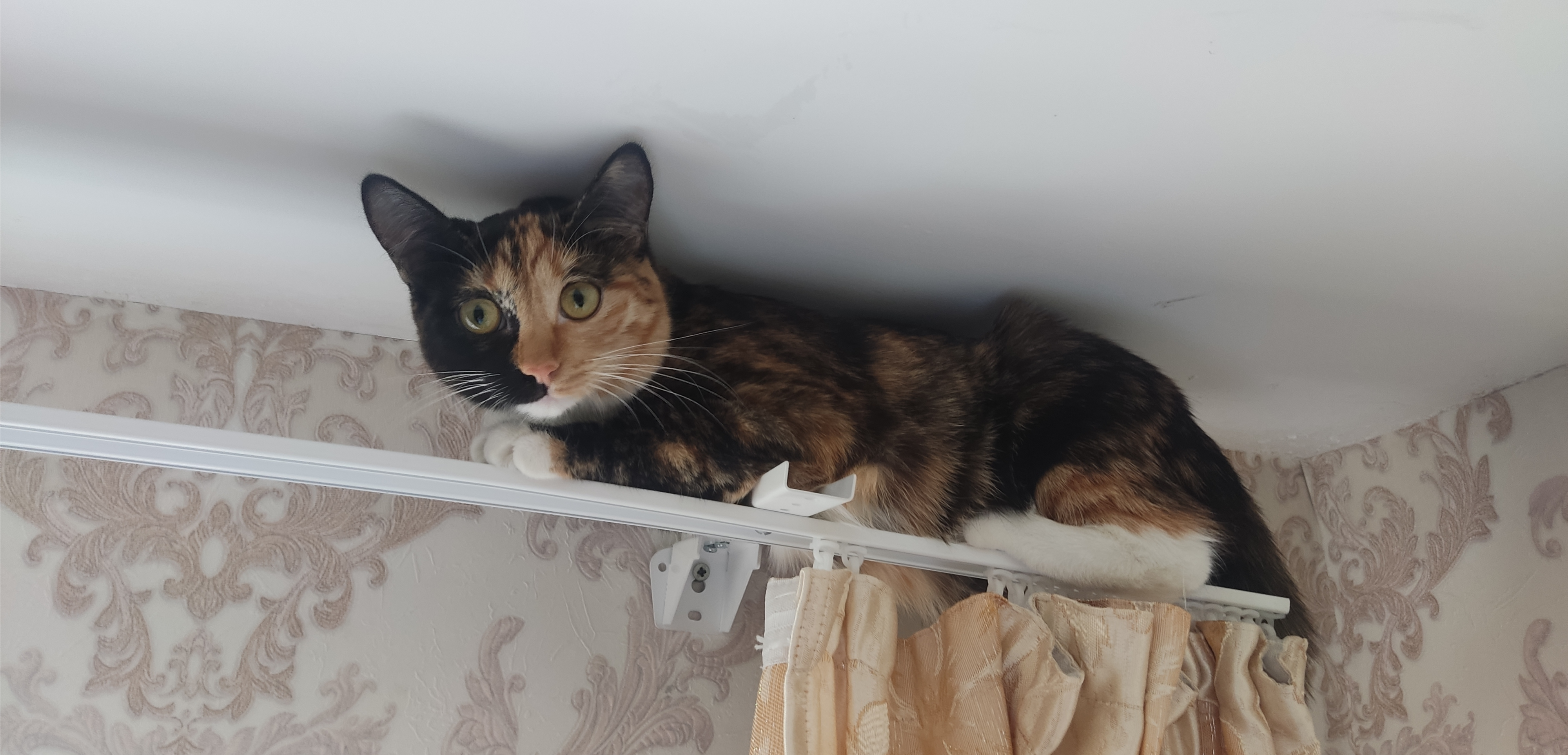 Фото питомца: кошка Шуша забралась на гардину