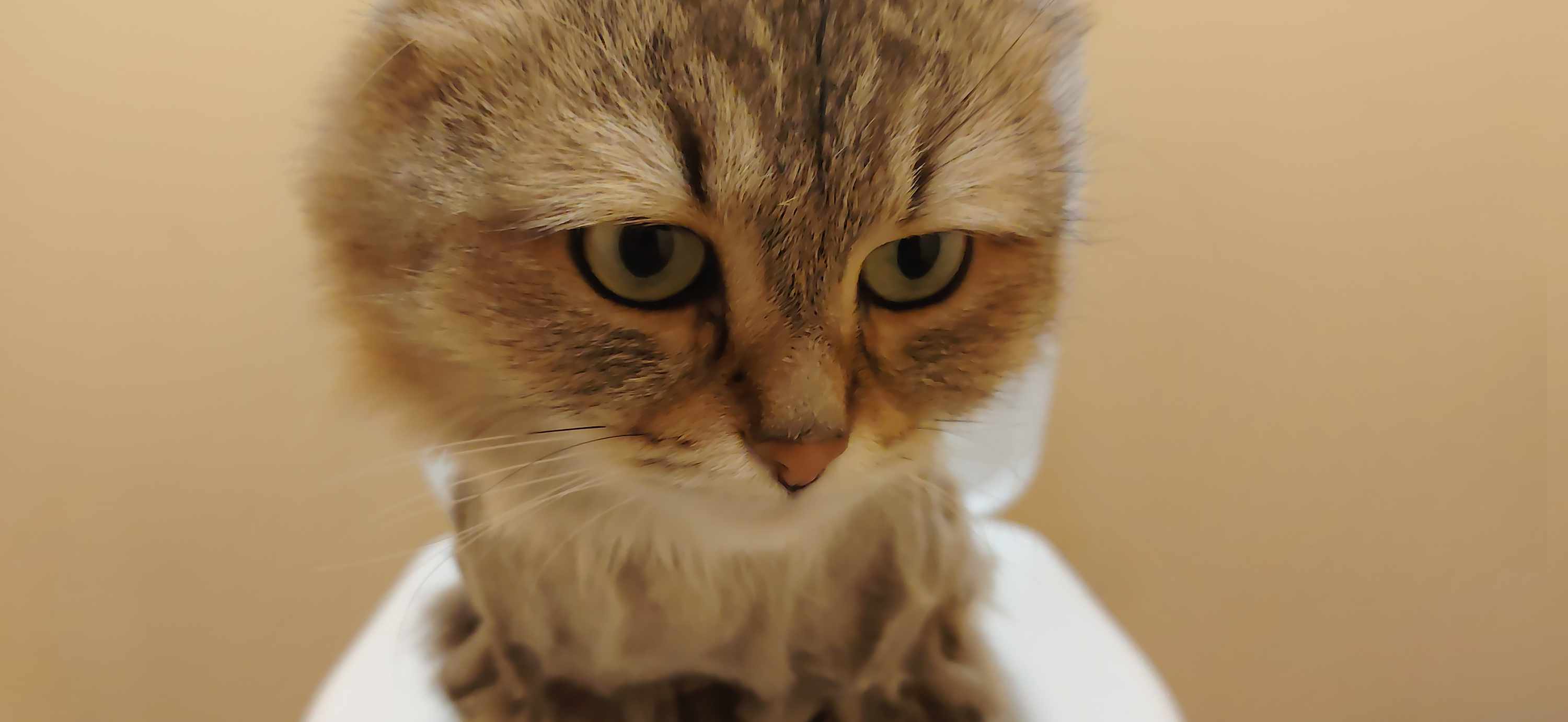 Фото питомца: кошка сидит на унитазе