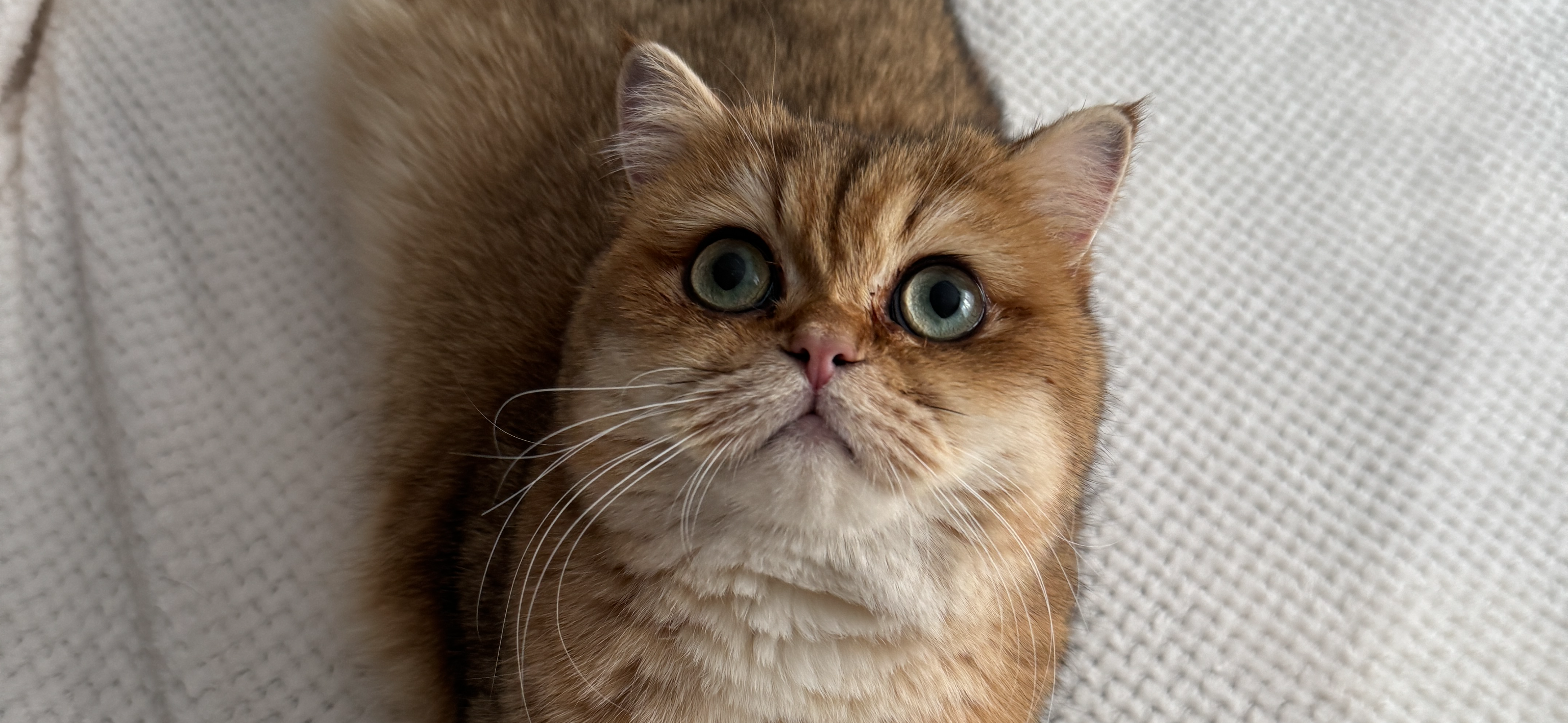 Фото питомца: кот Сильвестр очень доволен жизнью