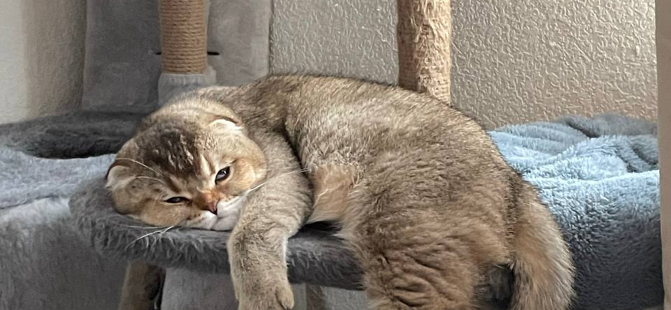 Фото питомца: кот Сима отдыхает после праздников