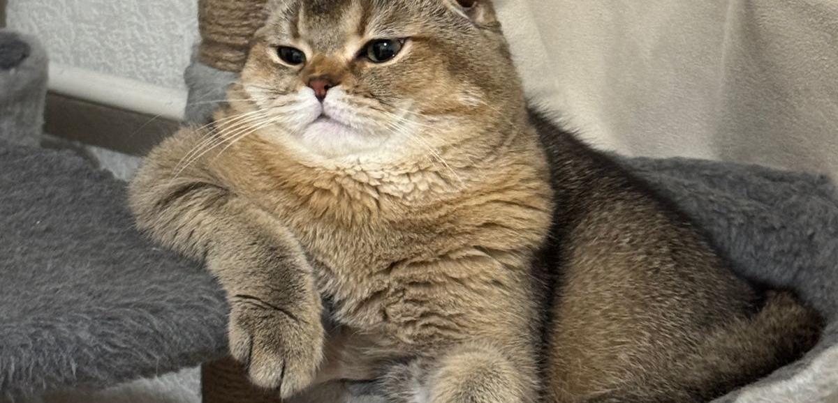 Фото питомца: кот Сима прилег отдохнуть