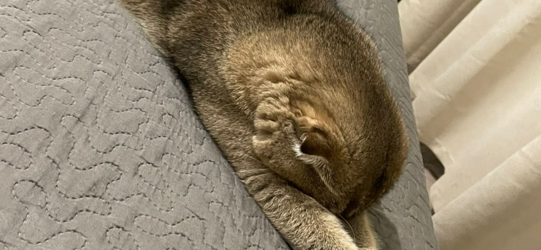 Фото питомца: кот Сима стыдливо прячет мордочку