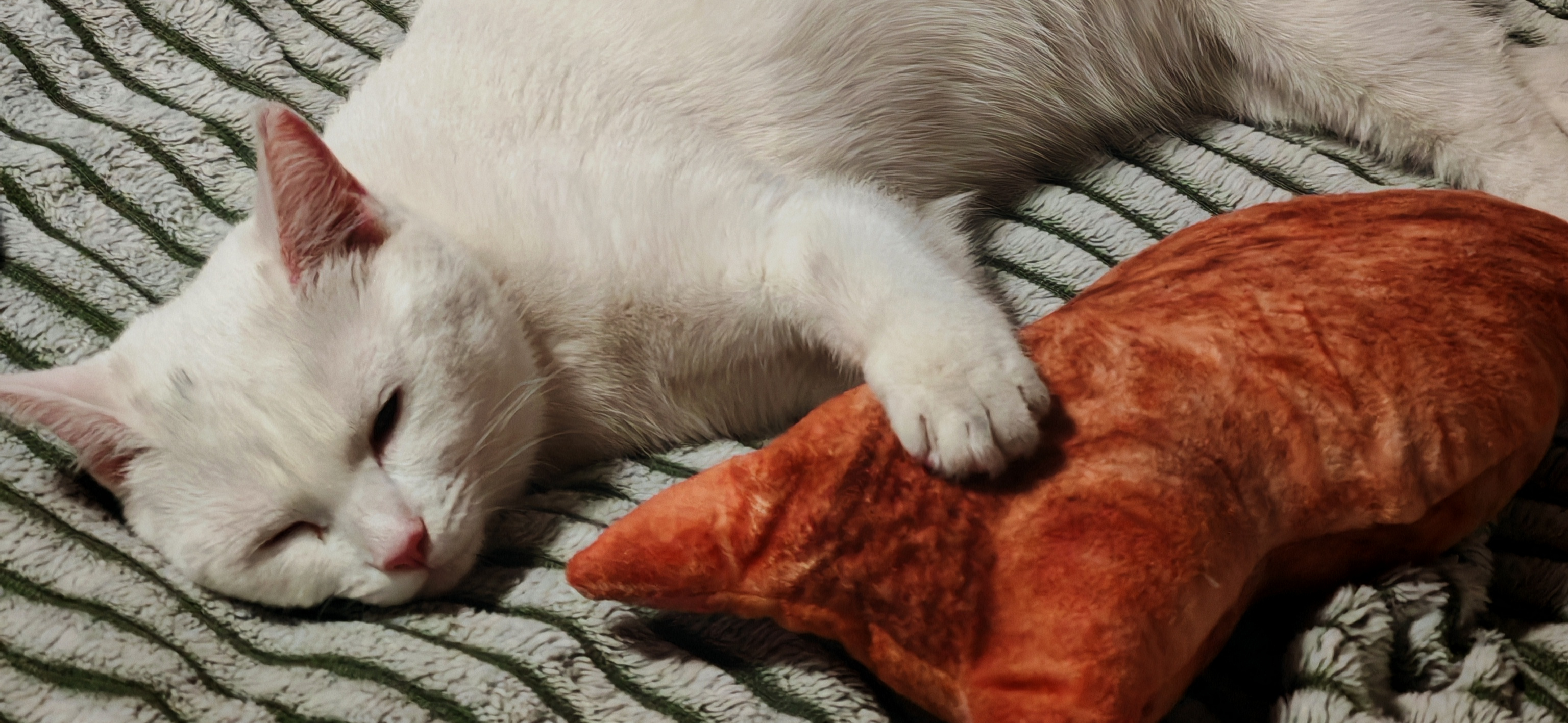 Фото питомца: кошка Сима выбрала любимого домочадца