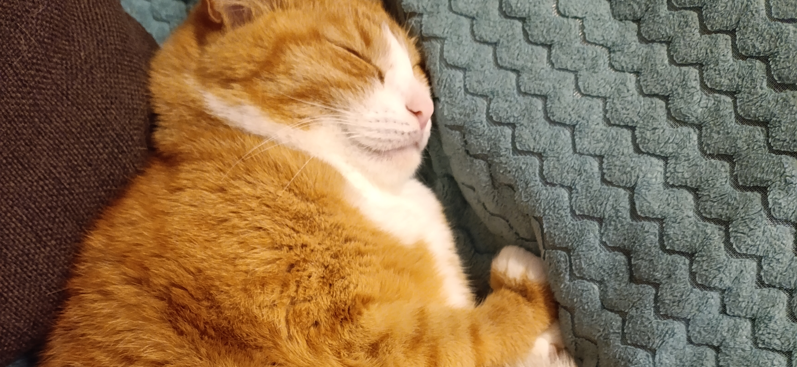 Фото питомца: кот сладко спит