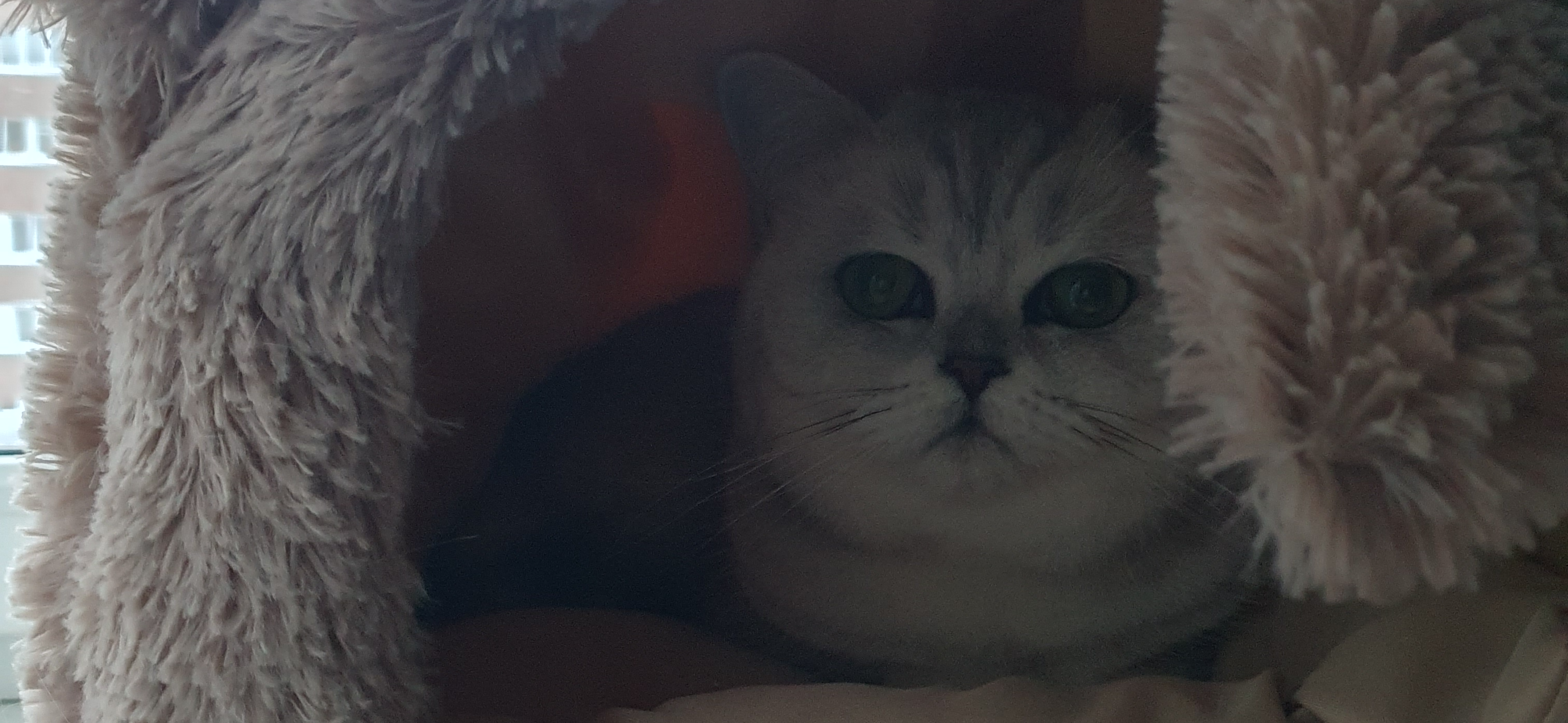 Фото питомца: кошка Снежинка обживает новый домик