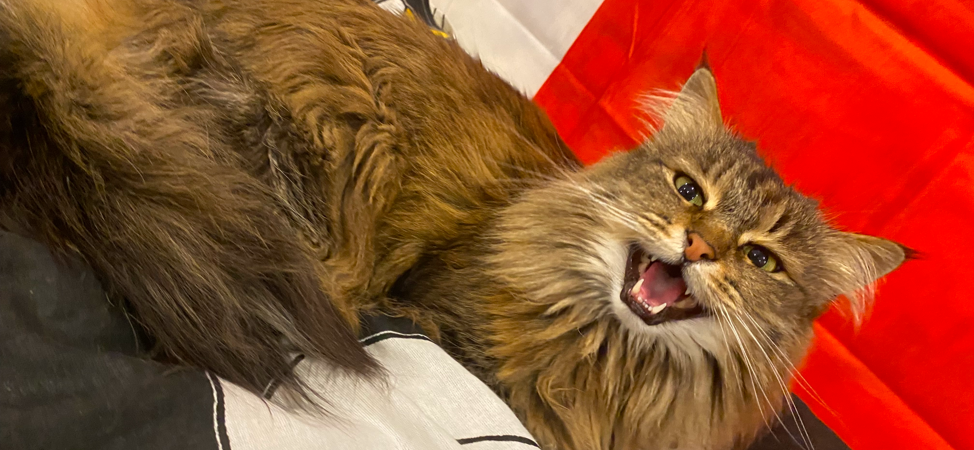 Фото питомца: кошка Софа яростно кричит на фоне итальянского флага