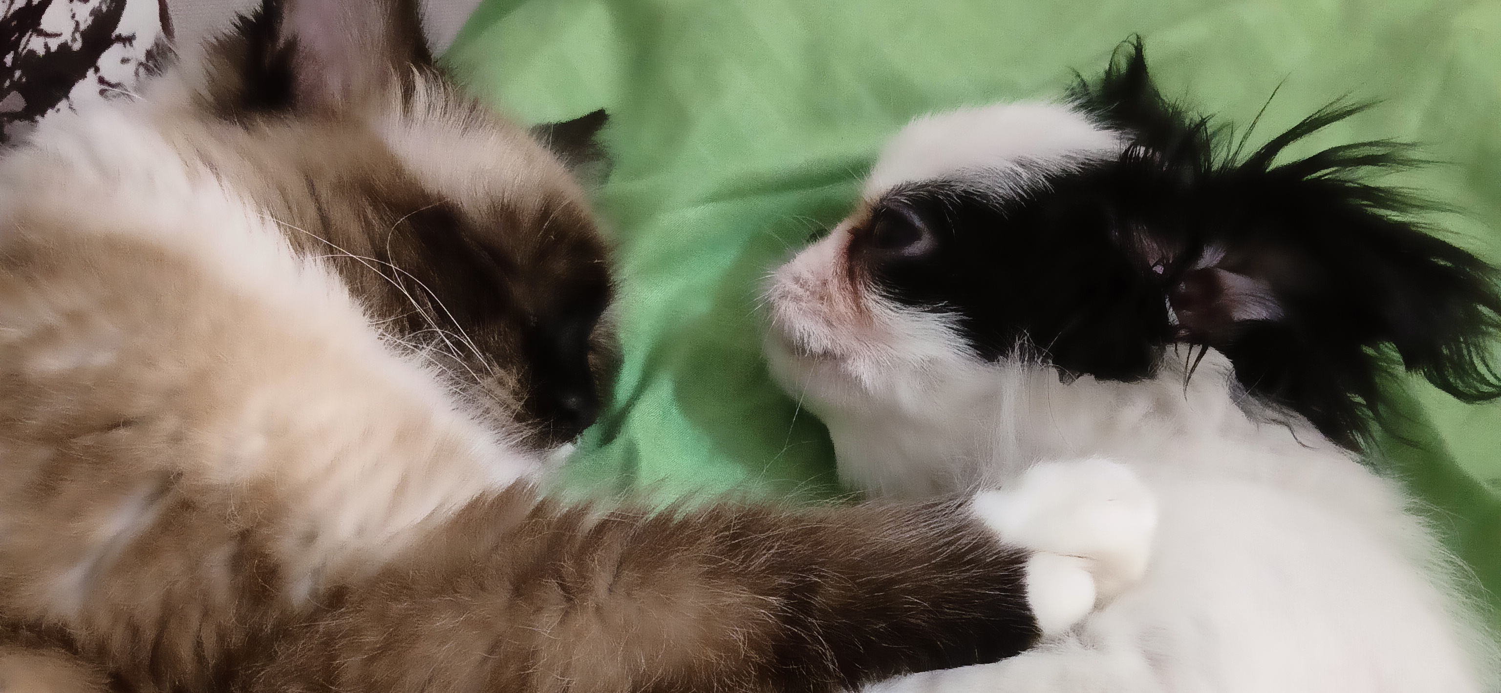 Фото питомцев: кошка Соня и щенок демонстрируют дружбу