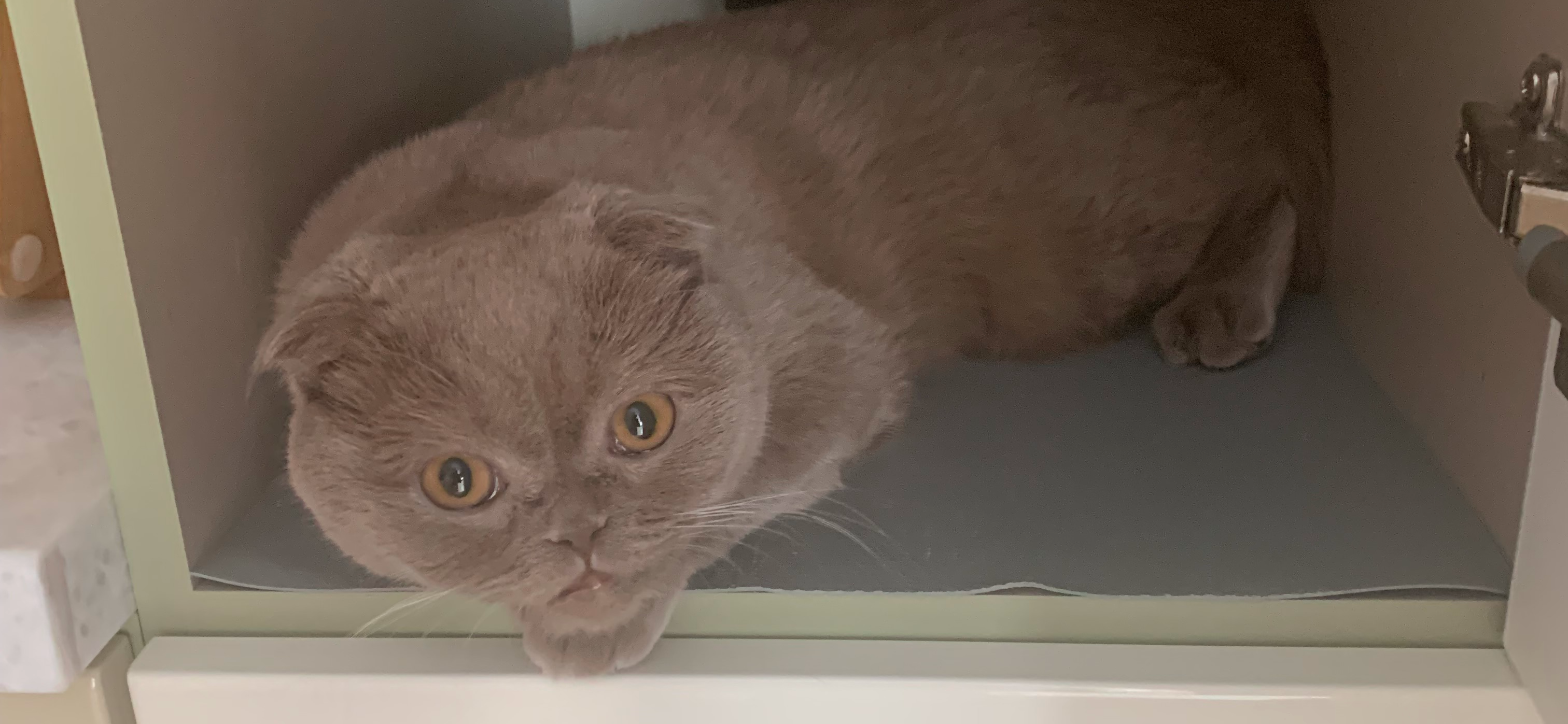 Фото питомца: кошка Соня обустроилась в шкафу