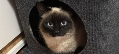 Фото питомца: кошка Соня обживается в новом домике