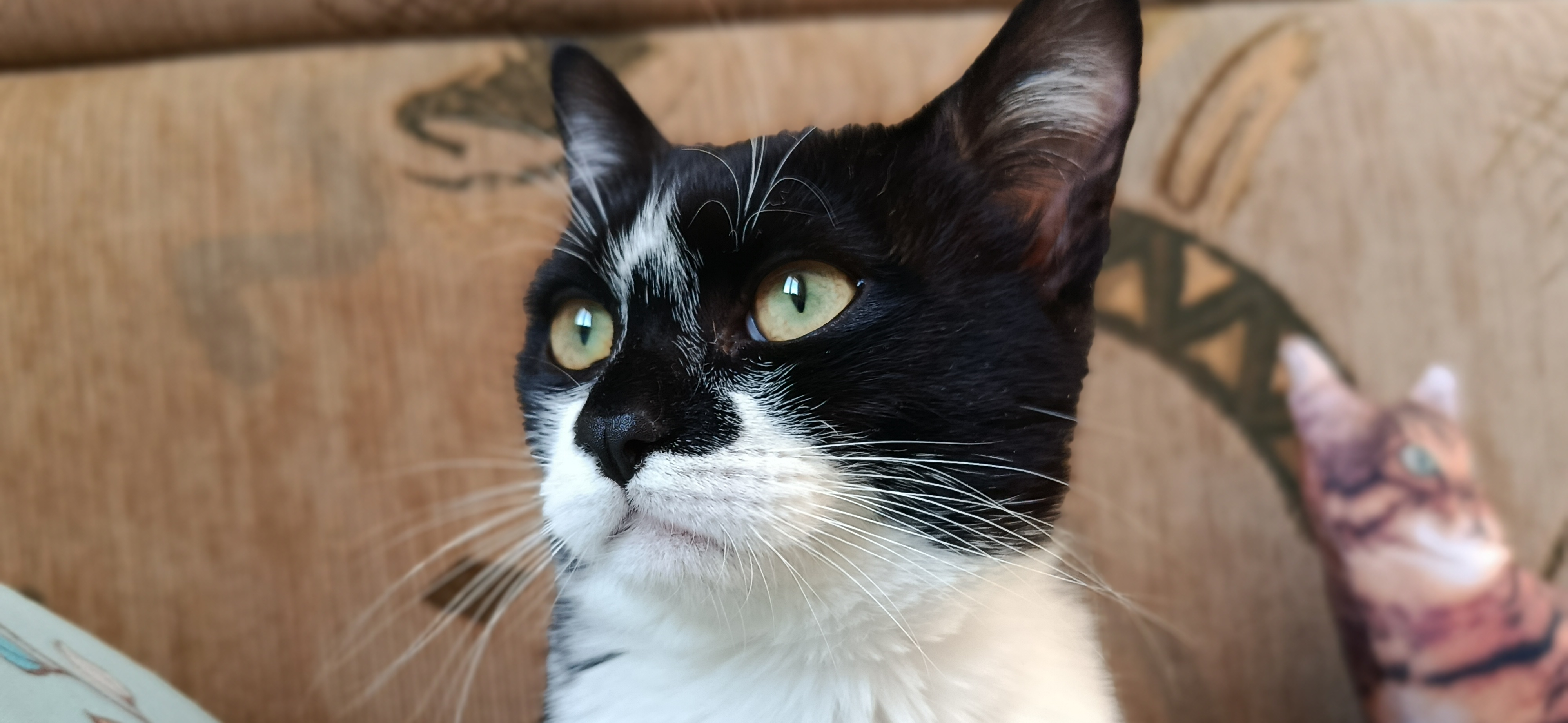 Фото питомца: кошка Соня позирует