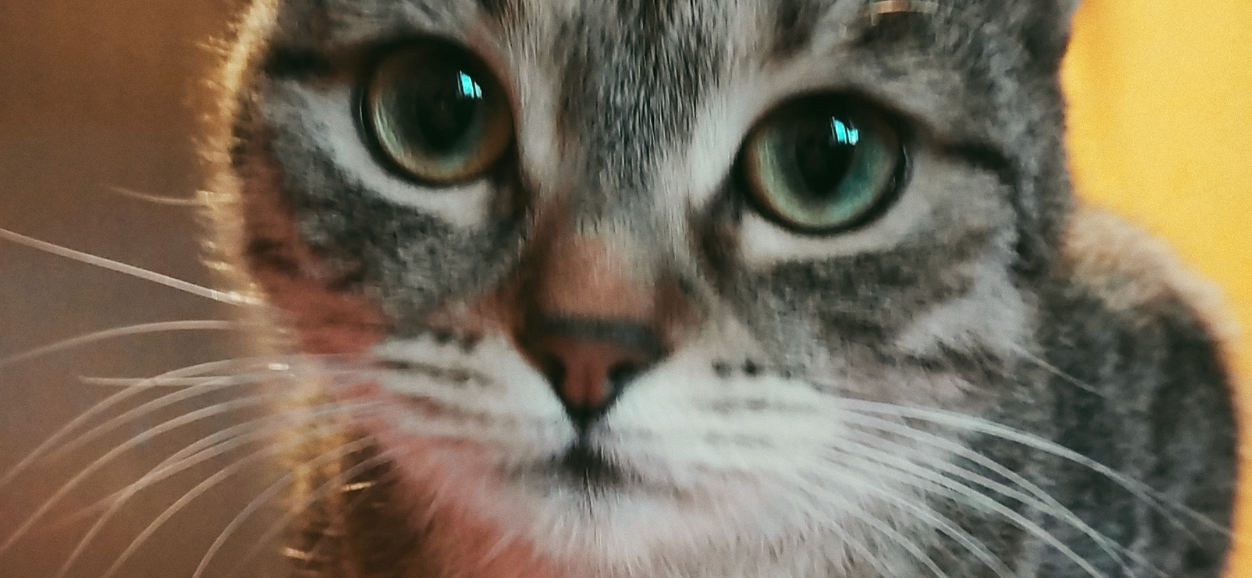 Фото питомца: кошка Соня смотрит в камеру