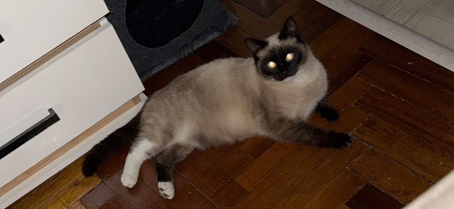 Фото питомца: кошка Соня стратегически защищает свое жилье