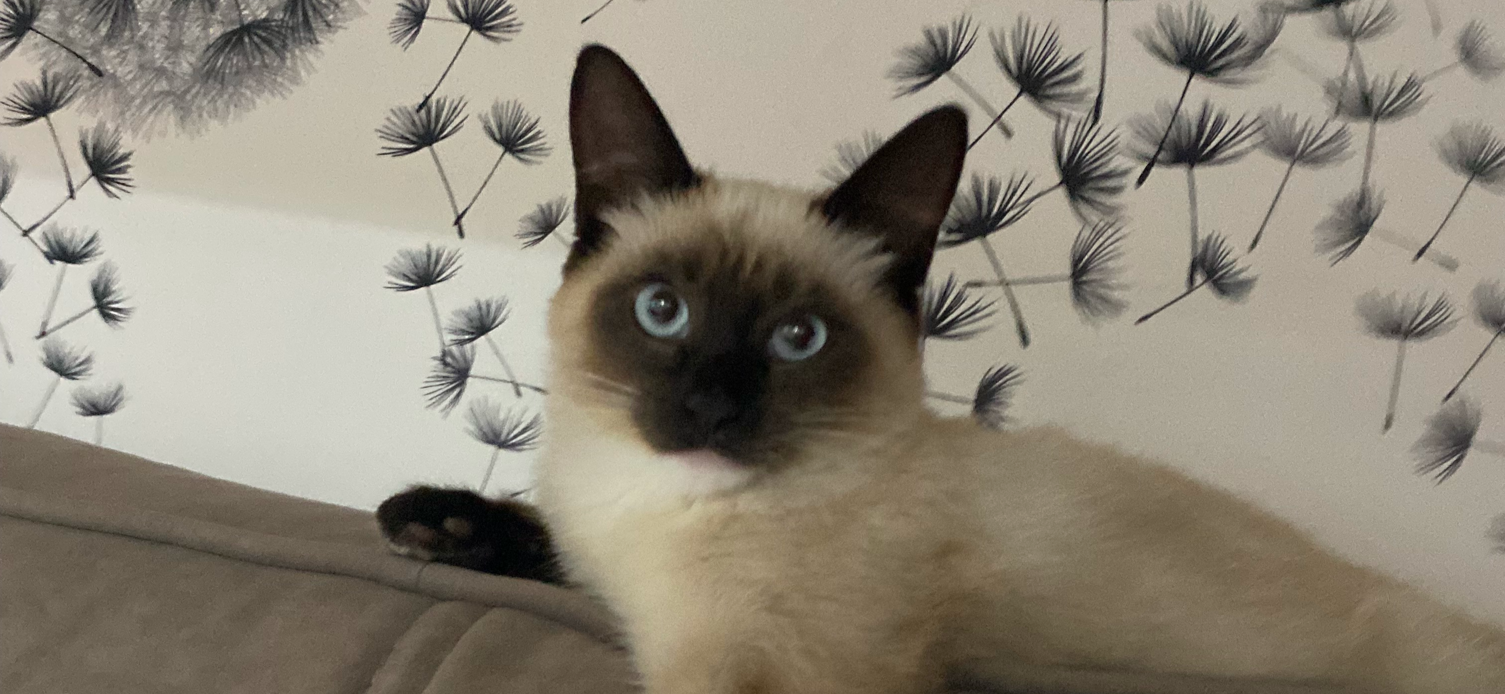 Фото питомца: кошка Соня живет свою лучшую жизнь