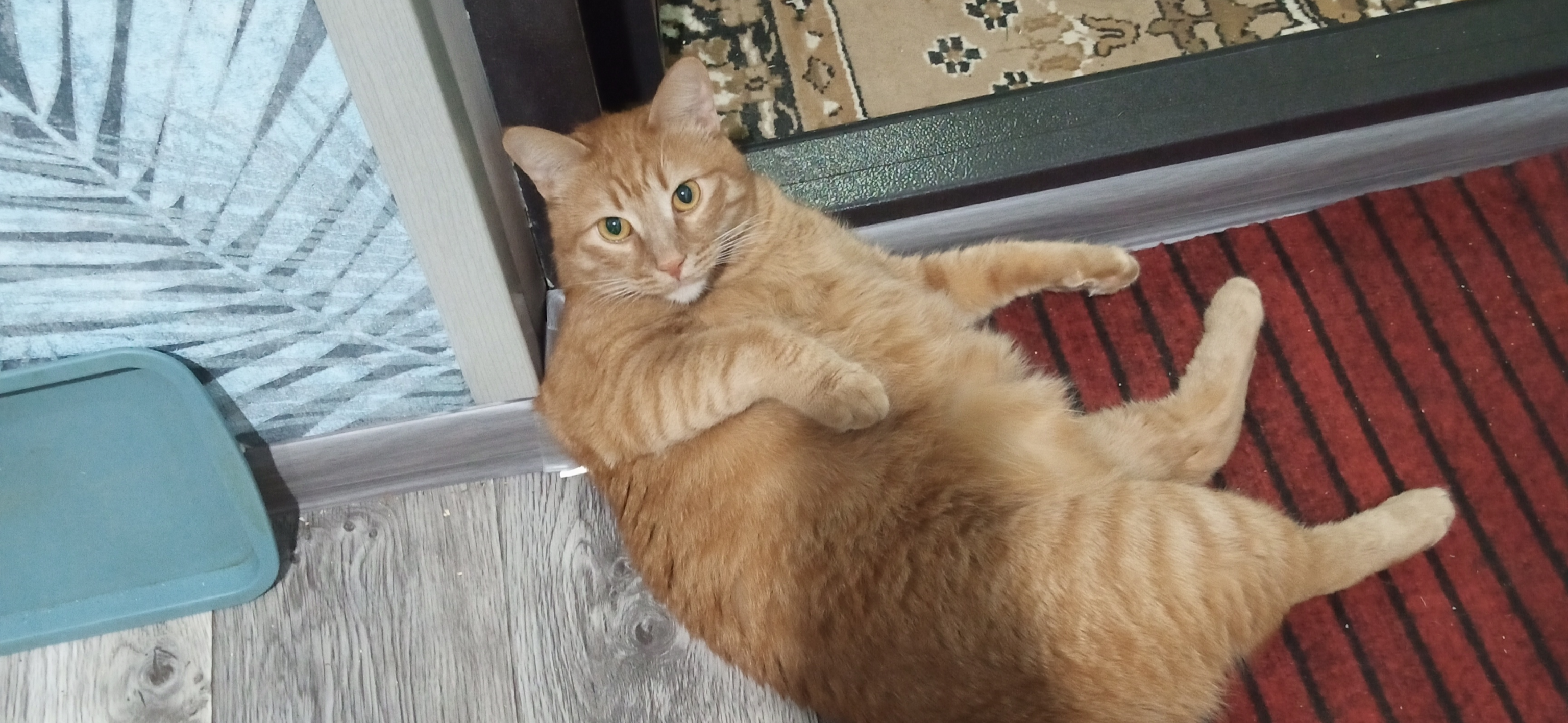 Фото питомца: кот Степа отдыхает после охраны холодильника