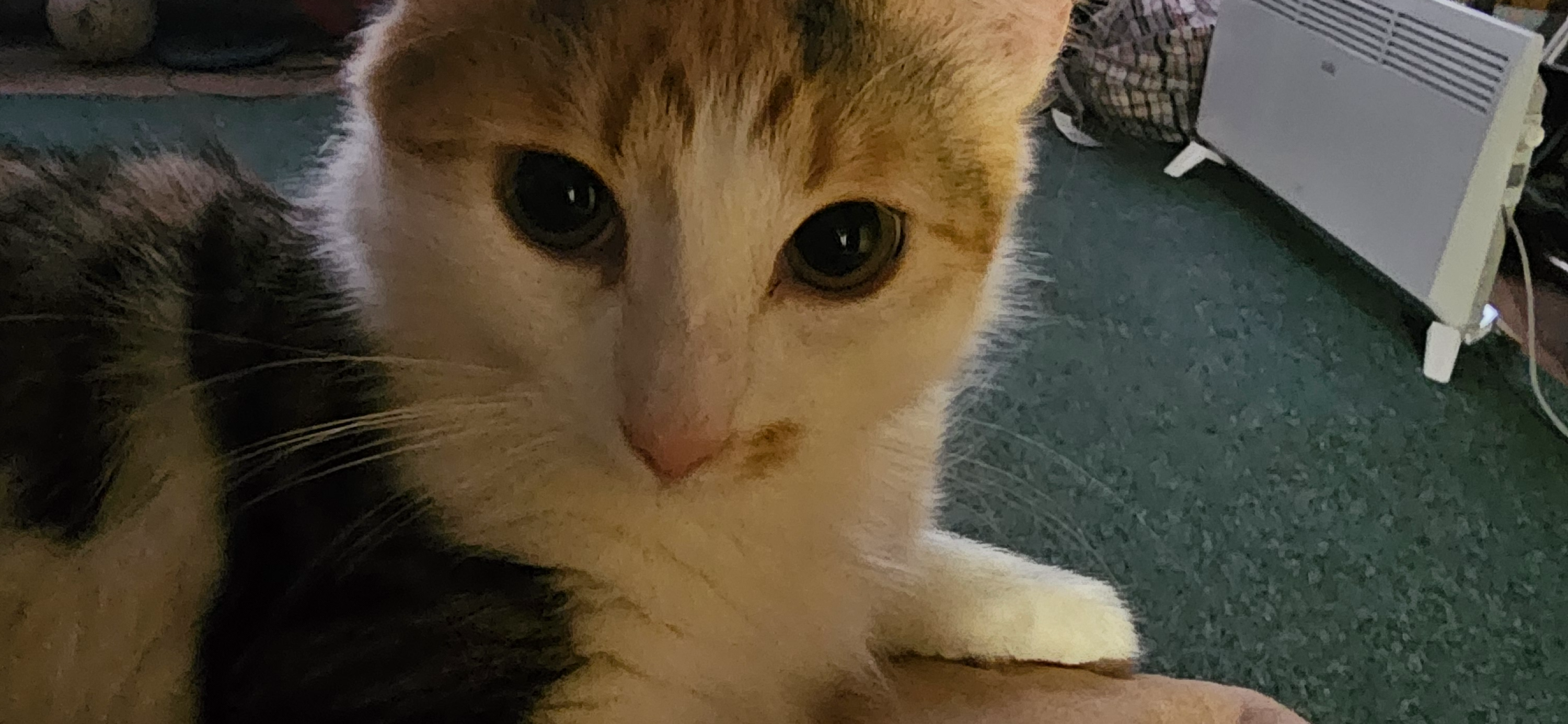 Фото питомца: кошка Сыночек играет