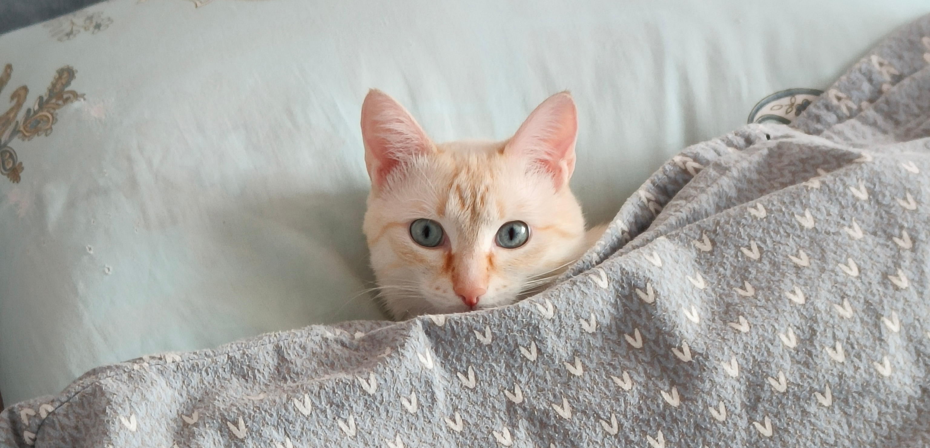 Фото питомца: кот Тайсон желает доброго утра