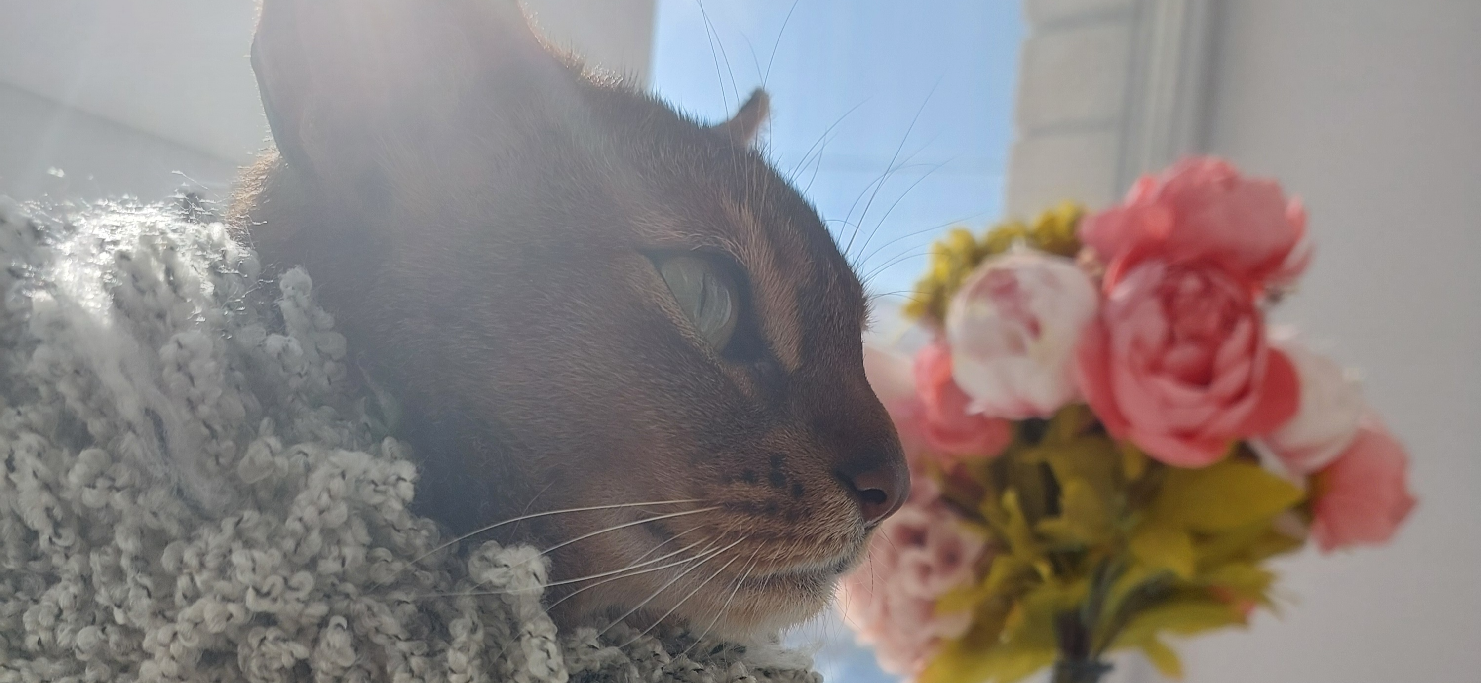 Фото питомца: кот Тамик ждет лета