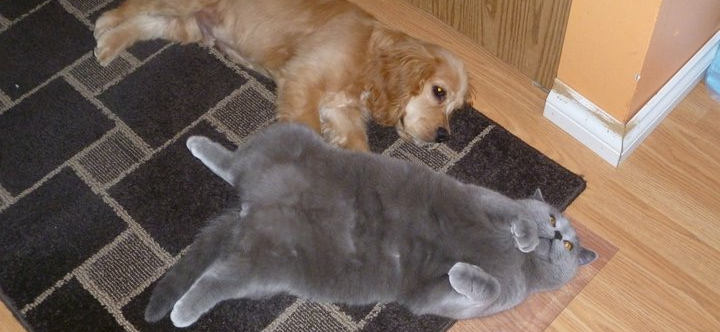 Фото питомцев: кот Тедди и пес Чарли отдыхают после сытного обеда