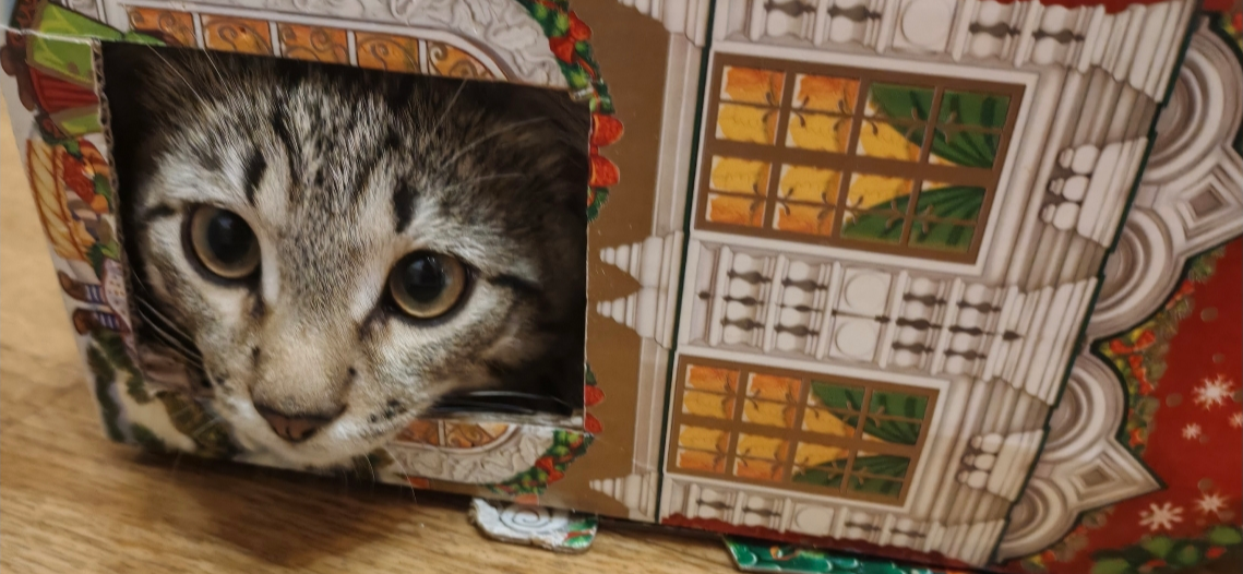 Фото питомца: кот Тема ищет новогодний подарок