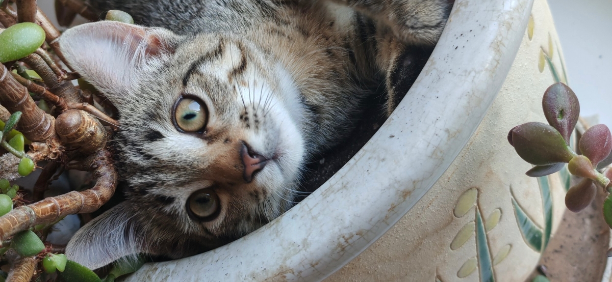 Фото питомца: кот Тема лежит в цветочном горшке