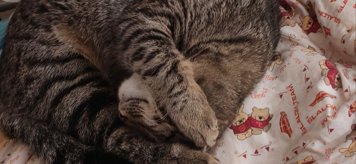 Фото питомца: кот Тема нежится на сушильной доске