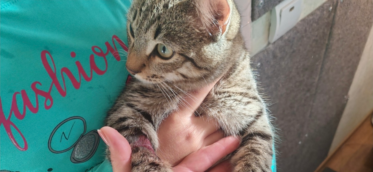 Фото питомца: кот Тема показывает распухшую лапку