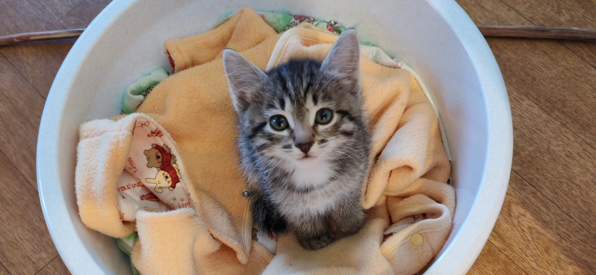 Фото питомца: кот Тема сидит в тазике