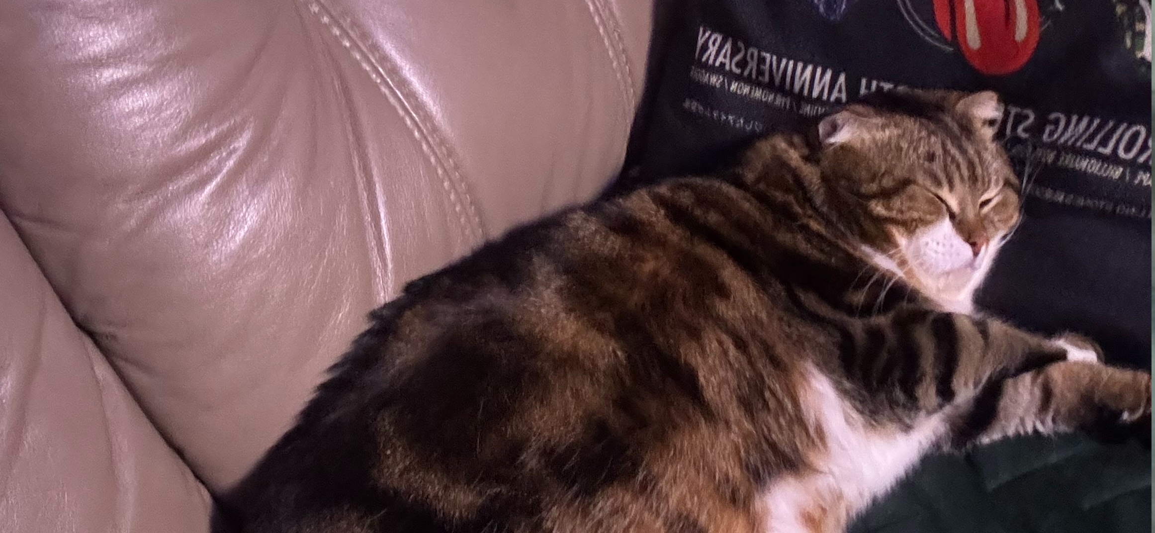 Фото питомца: кот Тепа отдыхает