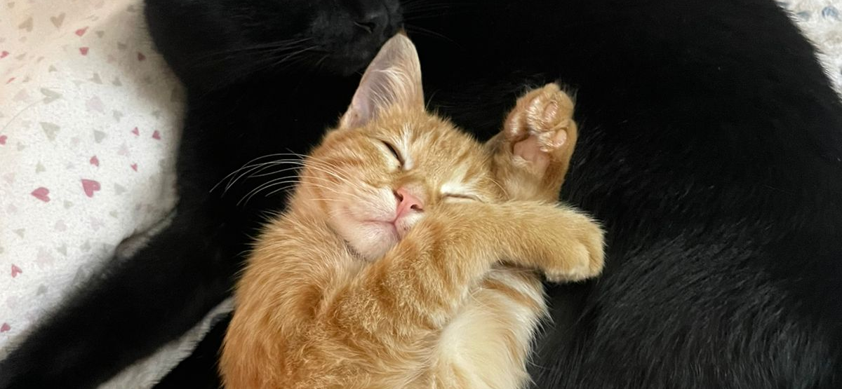 Я подкармливала котенка Тигрулю в санатории Пятигорска, а волонтеры помогли перевезти его в Москву