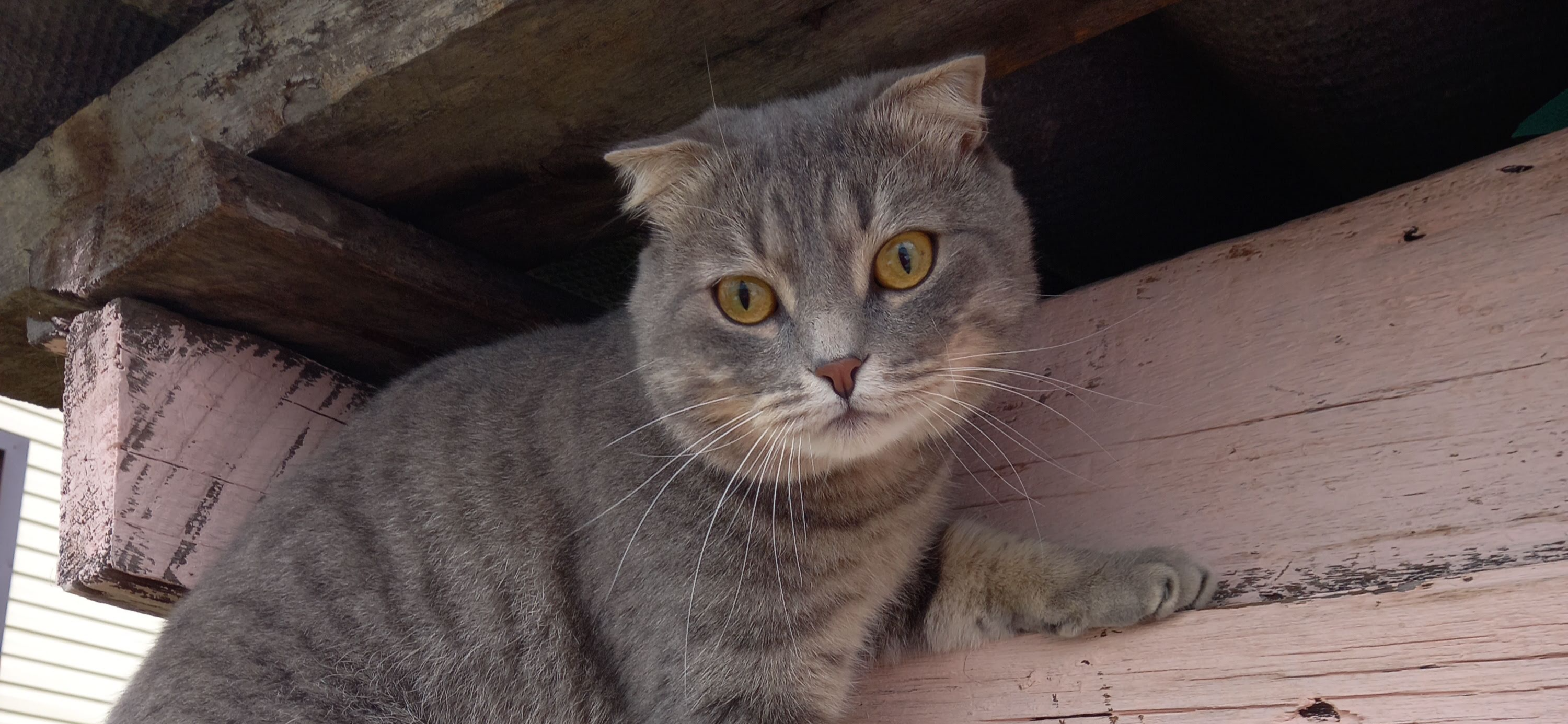 Фото питомца: кот Тихон наслаждается жизнью