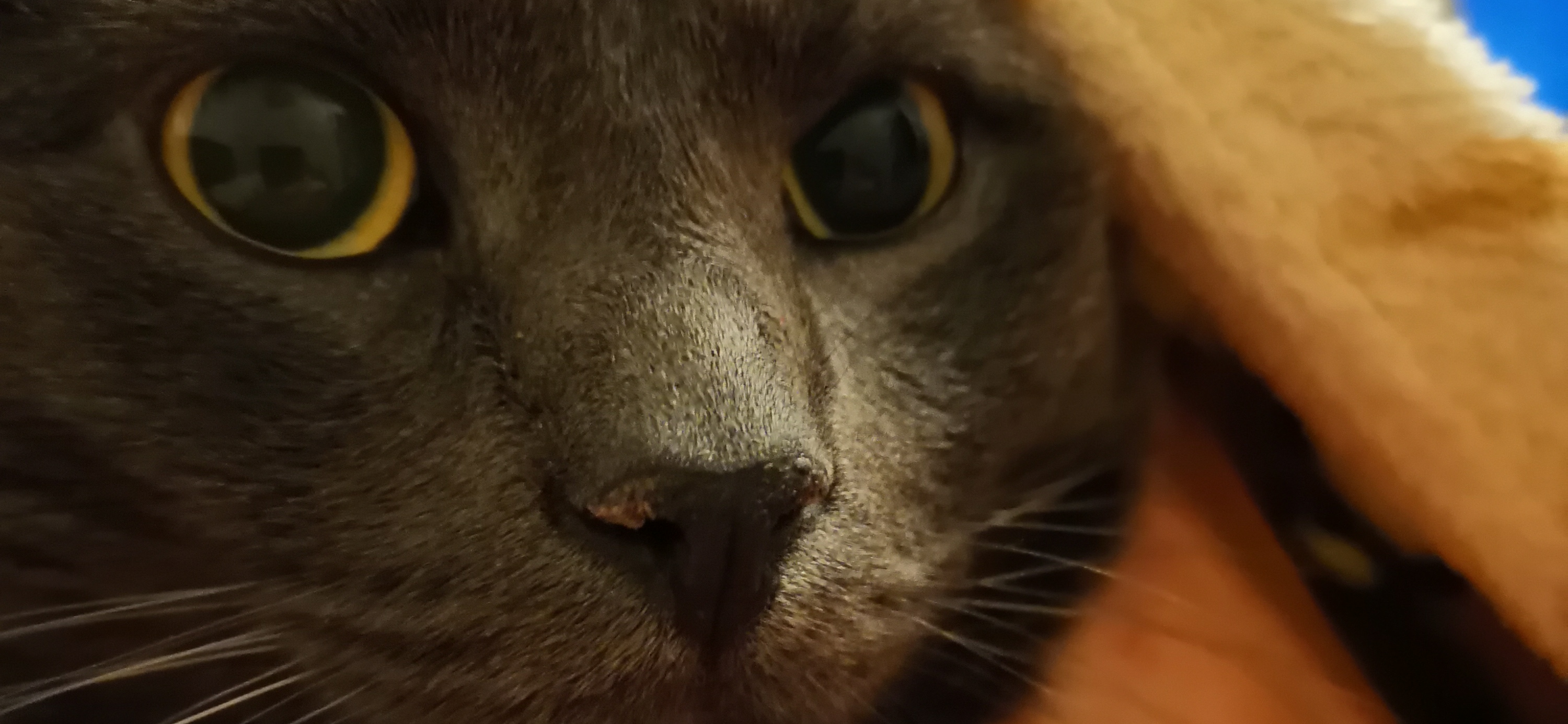 Фото питомца: кот Тихон проснулся