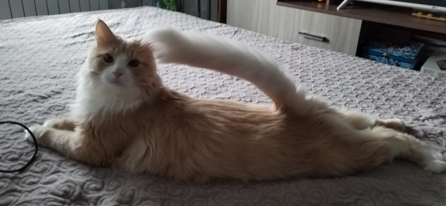 Мы подобрали кота Тихона около гаража, и теперь он наслаждается жизнью с нами