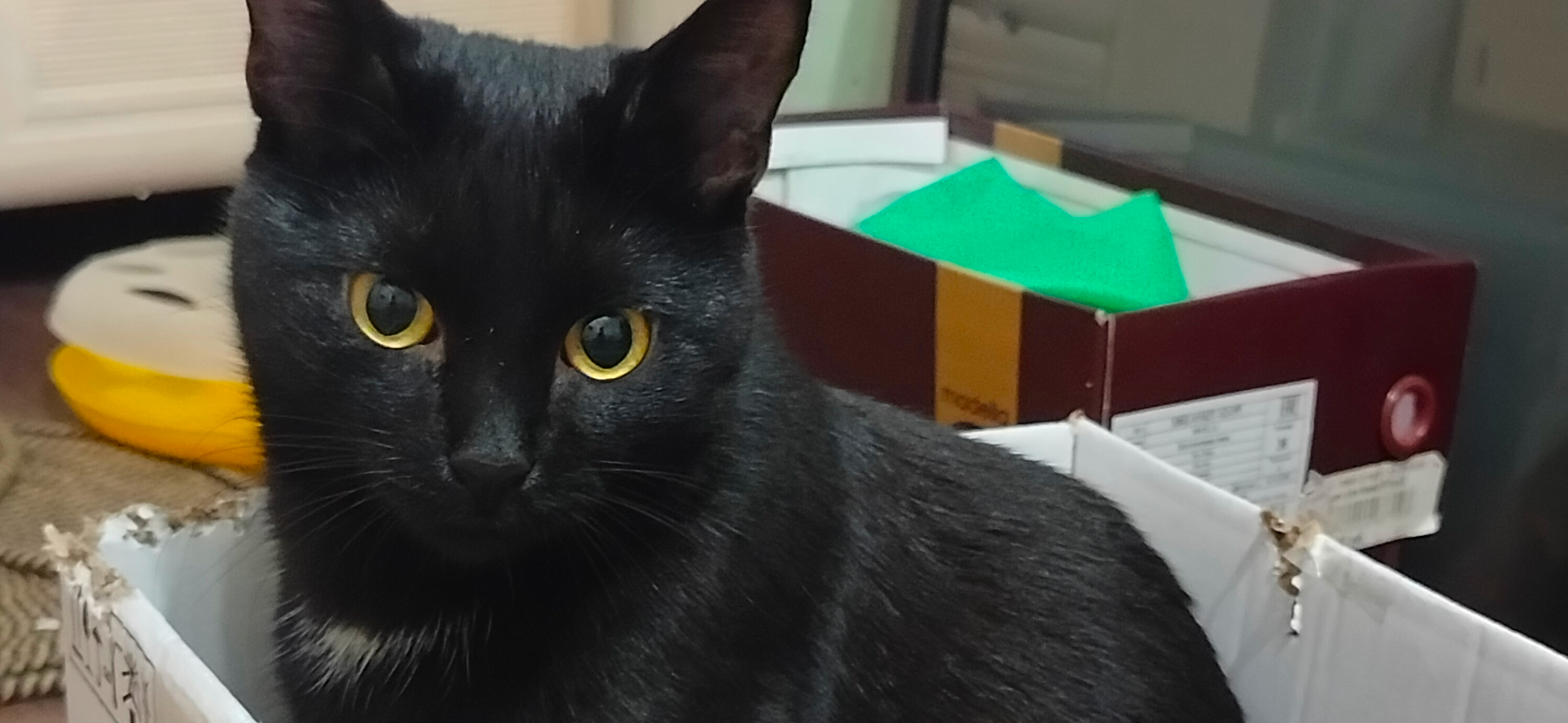 Фото питомца: кот Тихон сидит в коробке