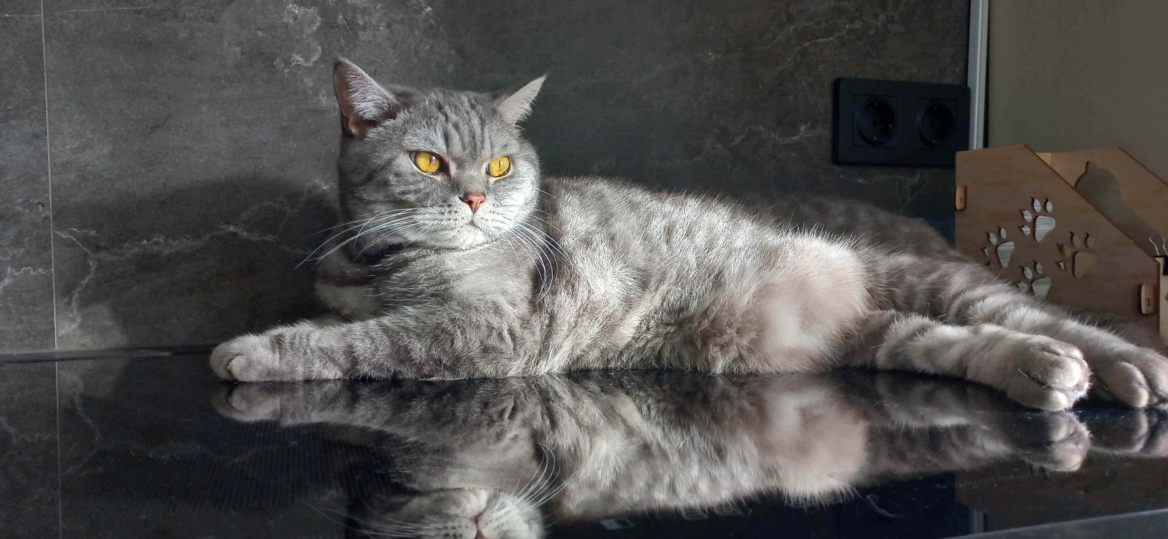 Фото питомца: кот Тима на своем ложе