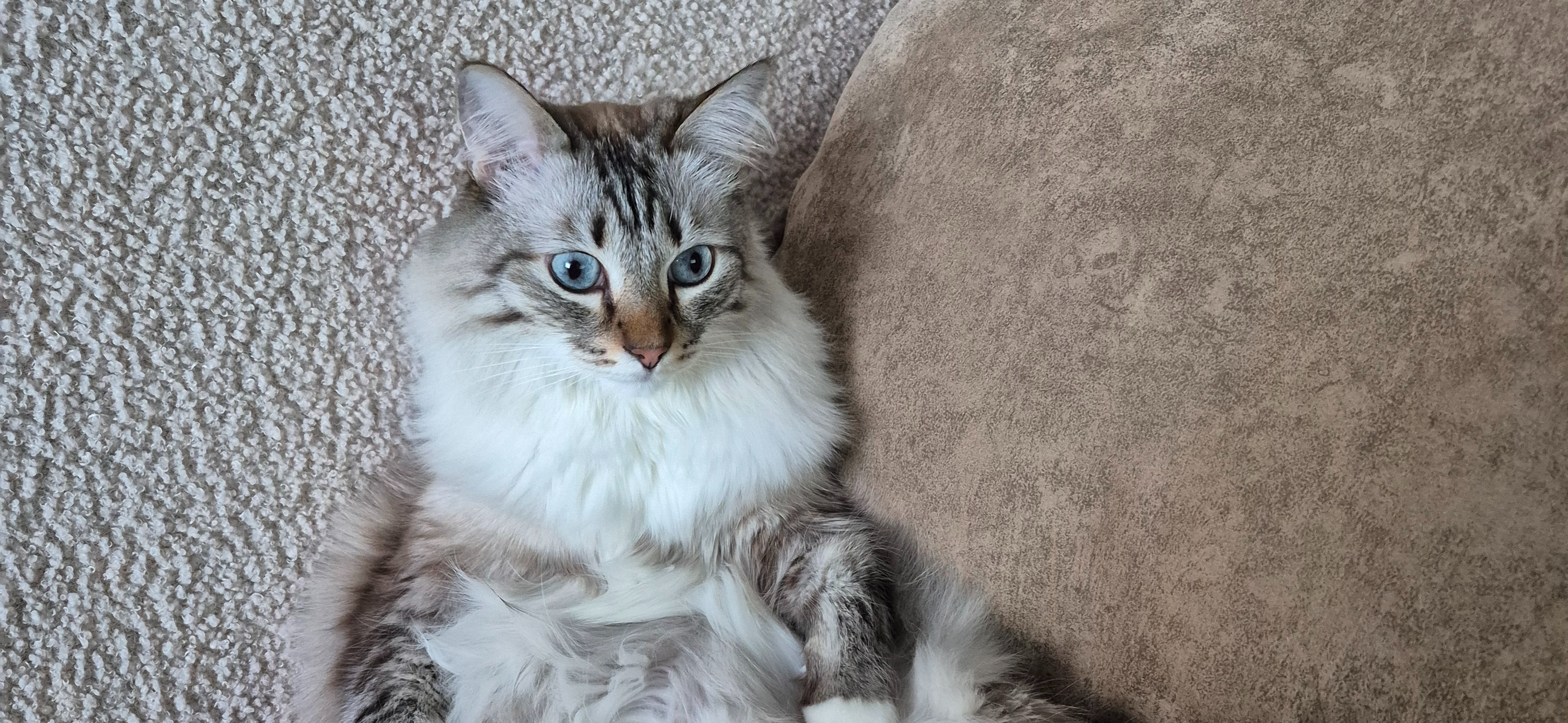 Фото питомца: кот Тимофей медитирует