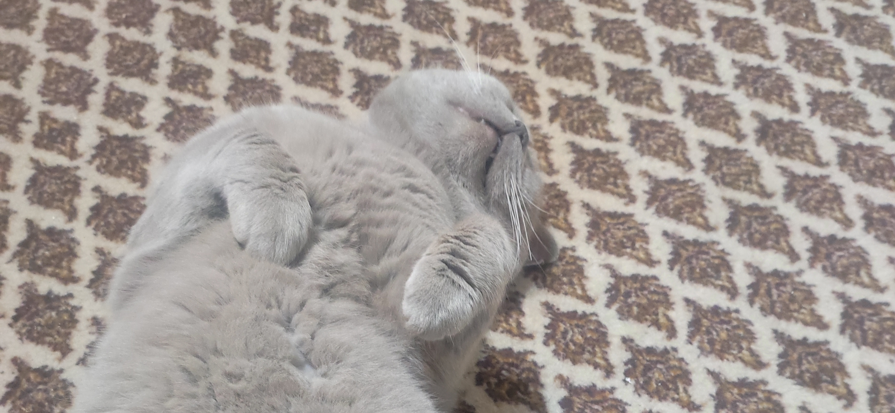 Фото питомца: кот Тимофей отдыхает