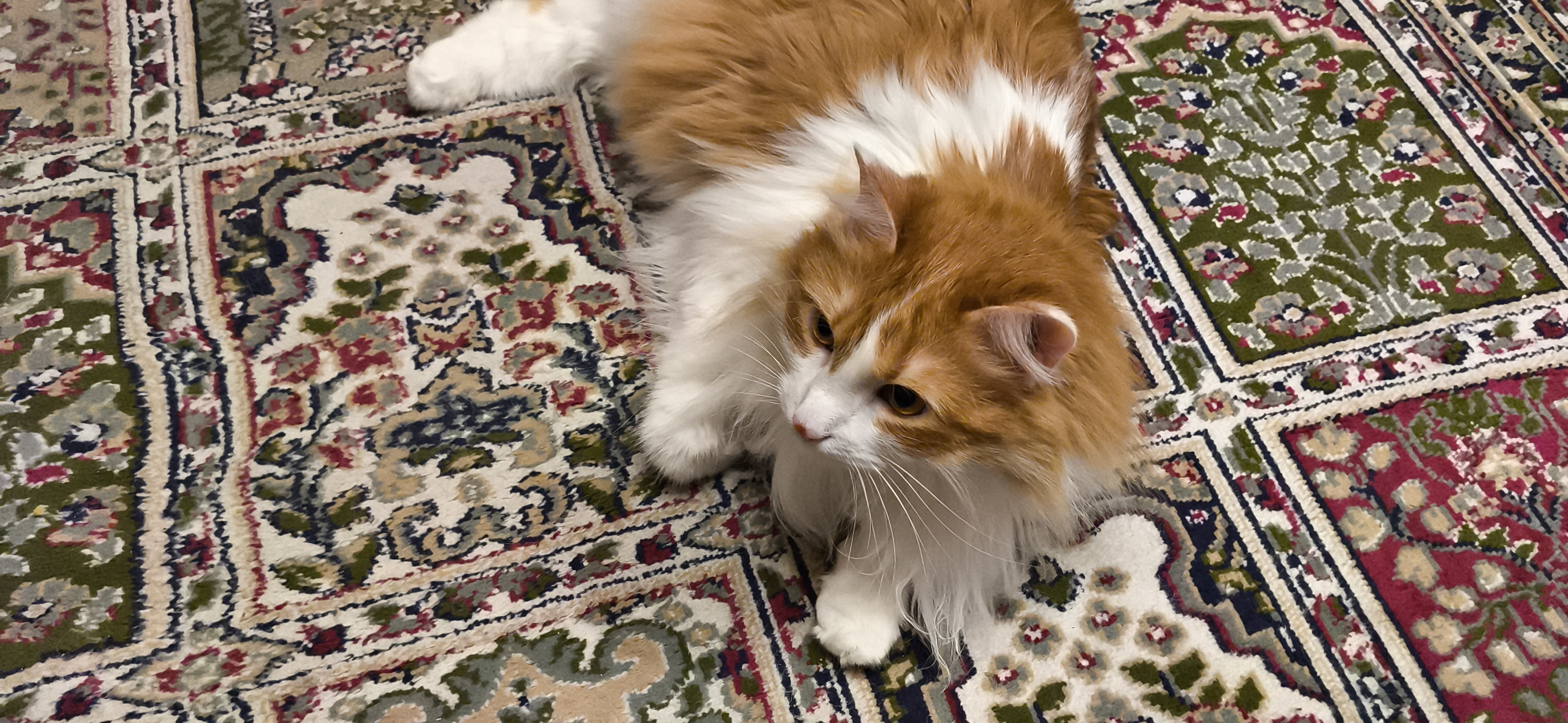 Фото питомца: кот Тимоша отдыхает после работы