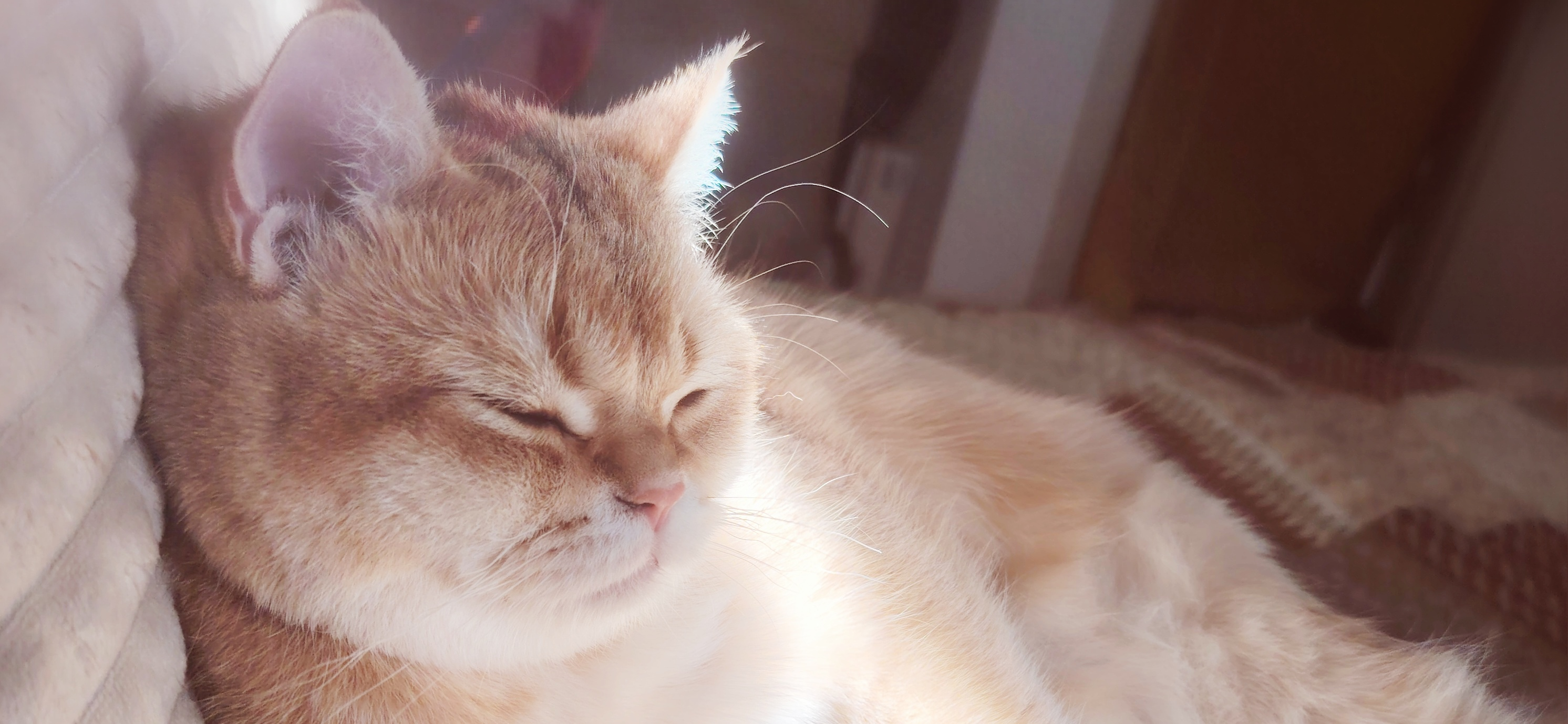 Фото питомца: кот Тимсель ловит лучи первого весеннего солнца