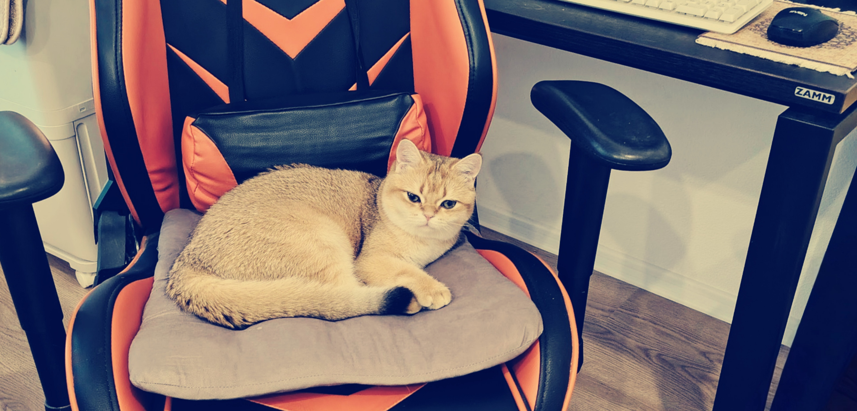 Фото питомца: кот Тимсель на удаленке