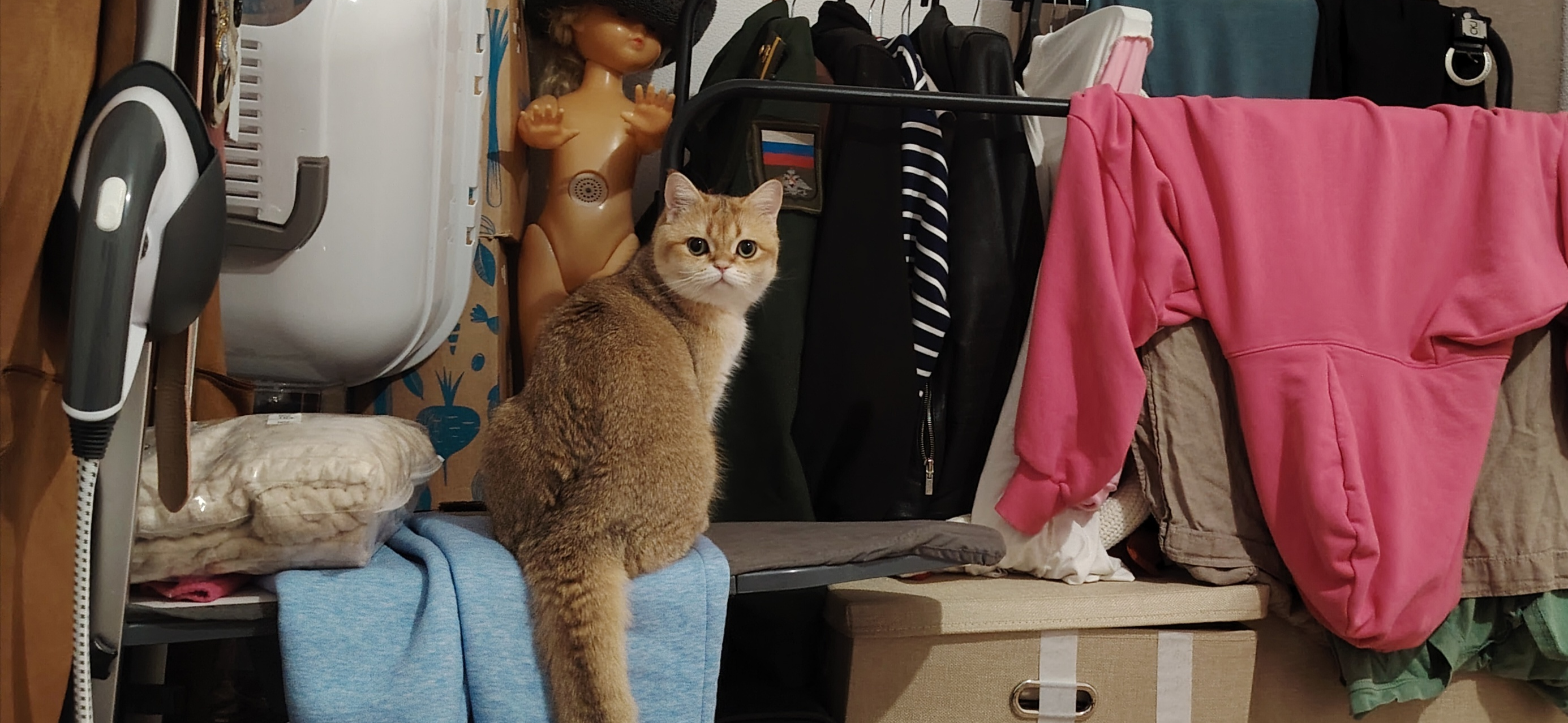 Фото питомца: кот Тимсель совершает дерзкий набег на гардероб